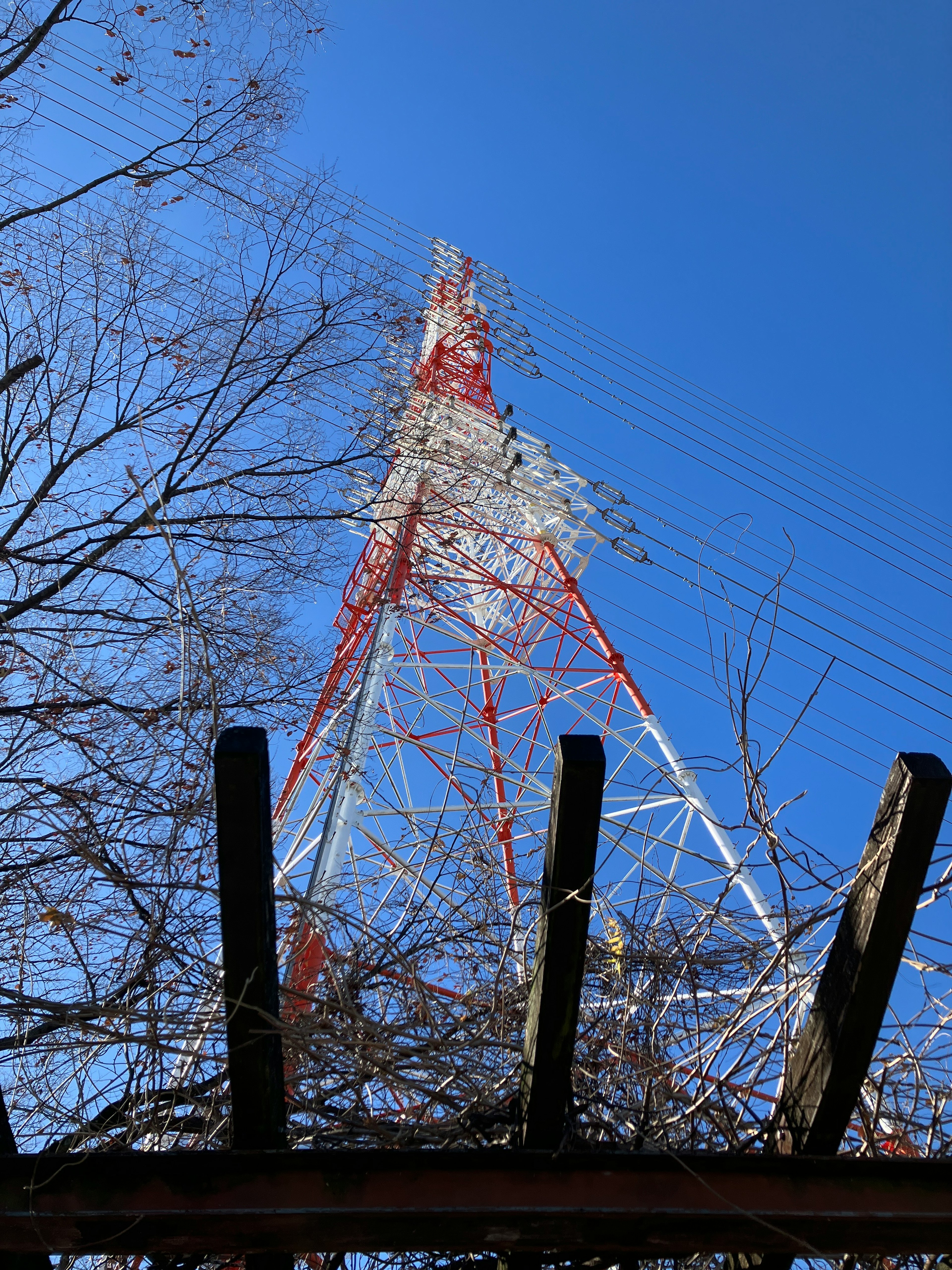 Tour de communication rouge et blanche s'élevant sous un ciel bleu visible à travers les arbres