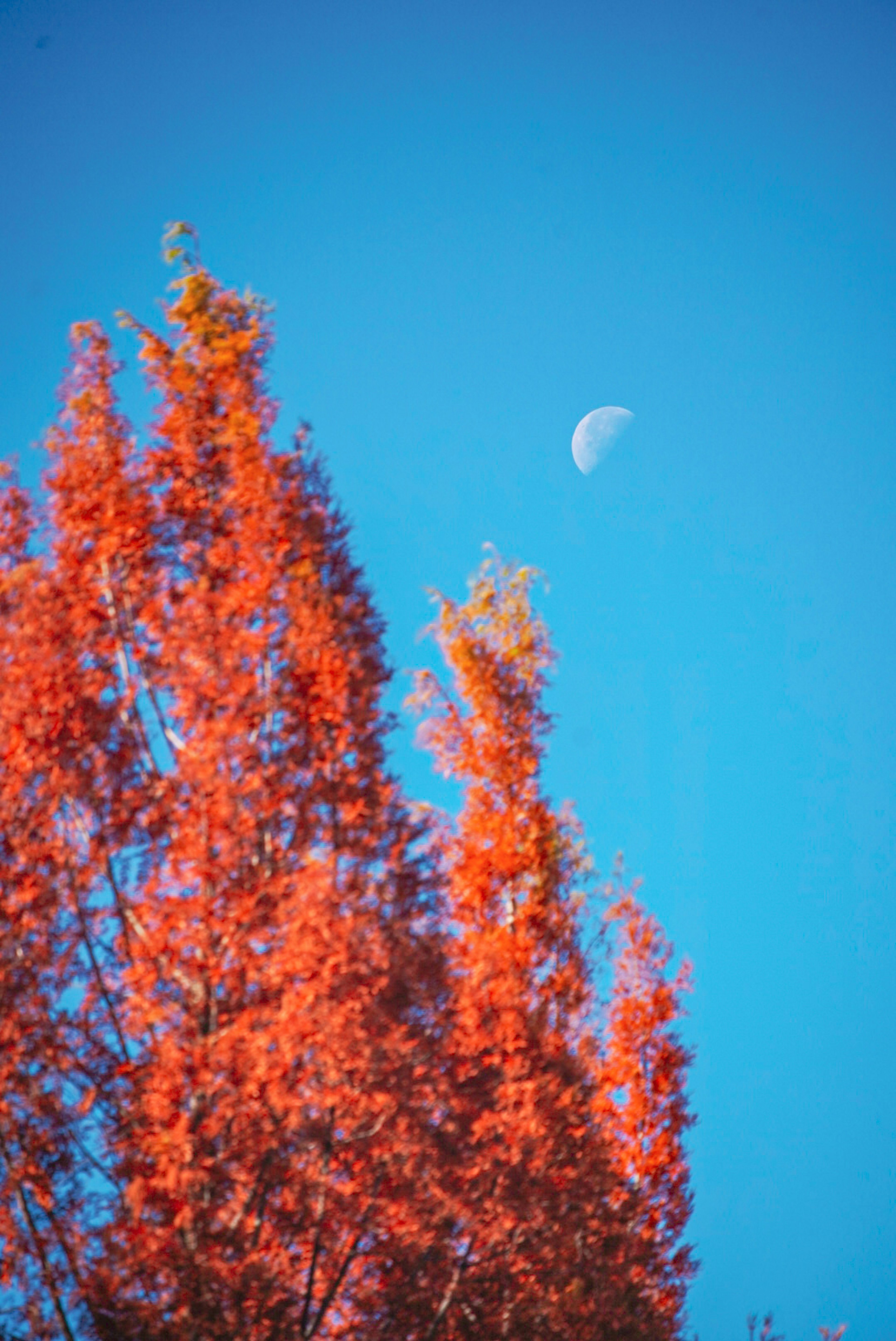 A landscape featuring a tree with red leaves against a blue sky and a crescent moon