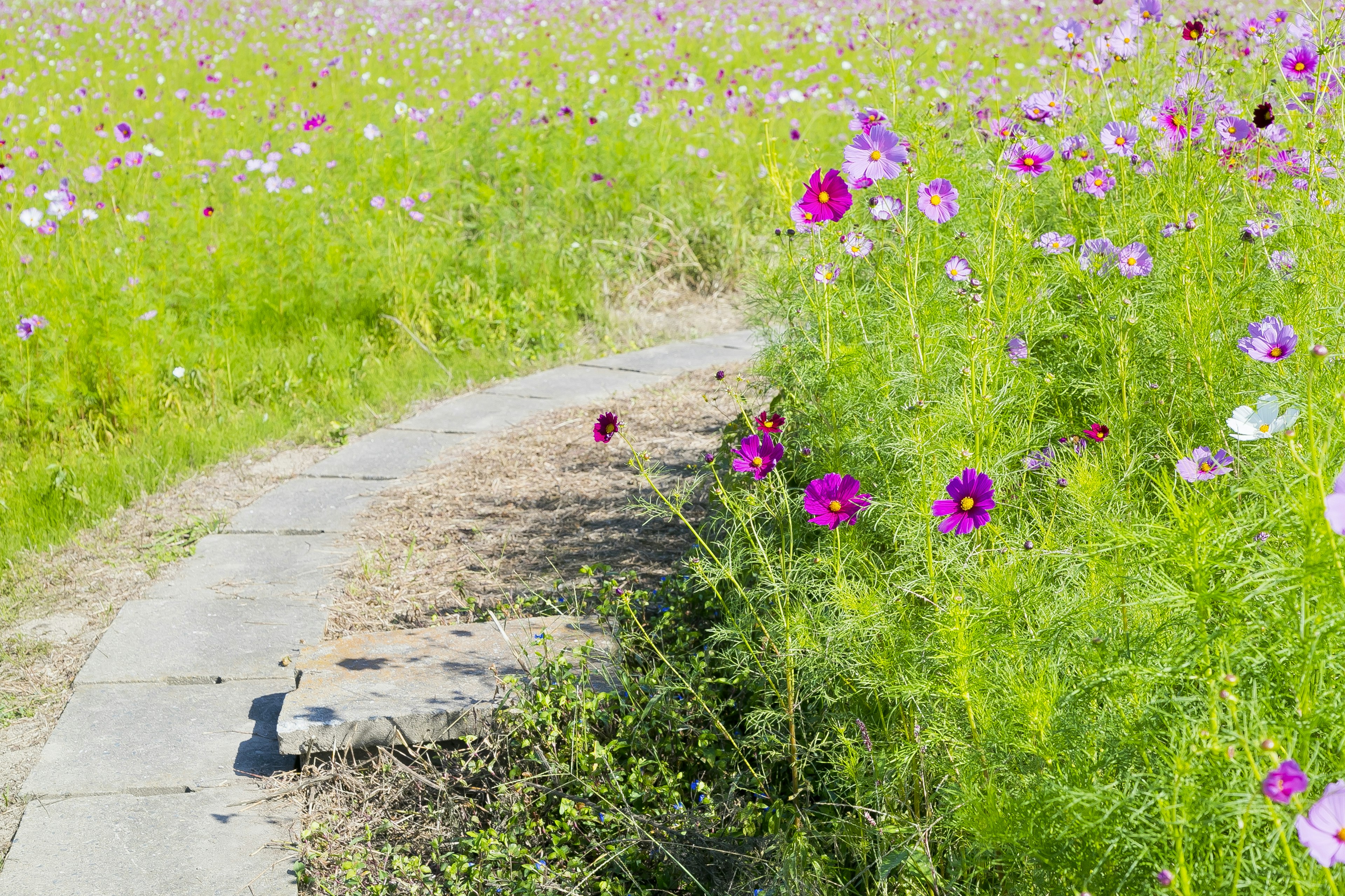 Pathway surrounded by colorful cosmos flowers