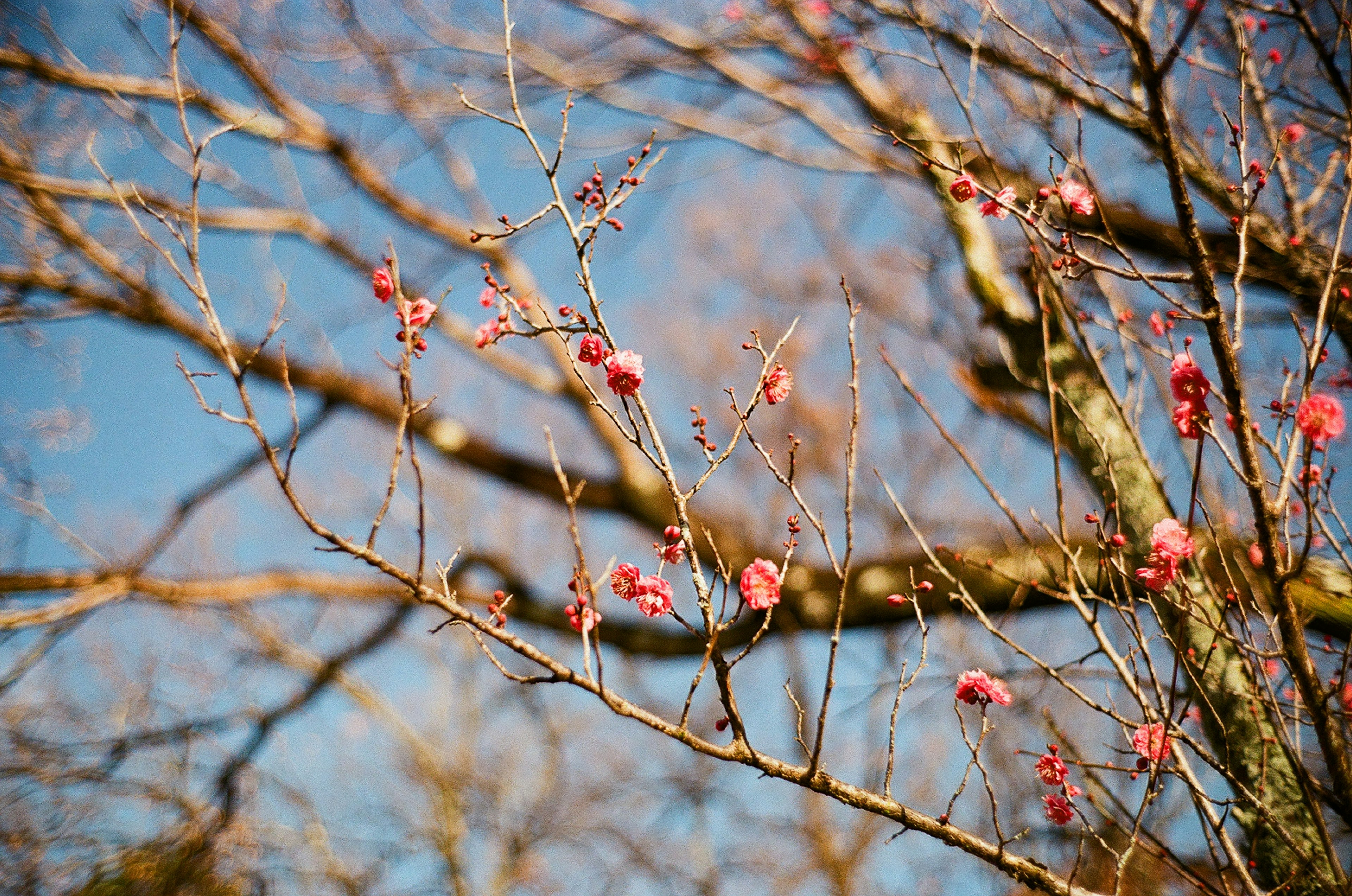 青空の下にある細い枝と春の花芽