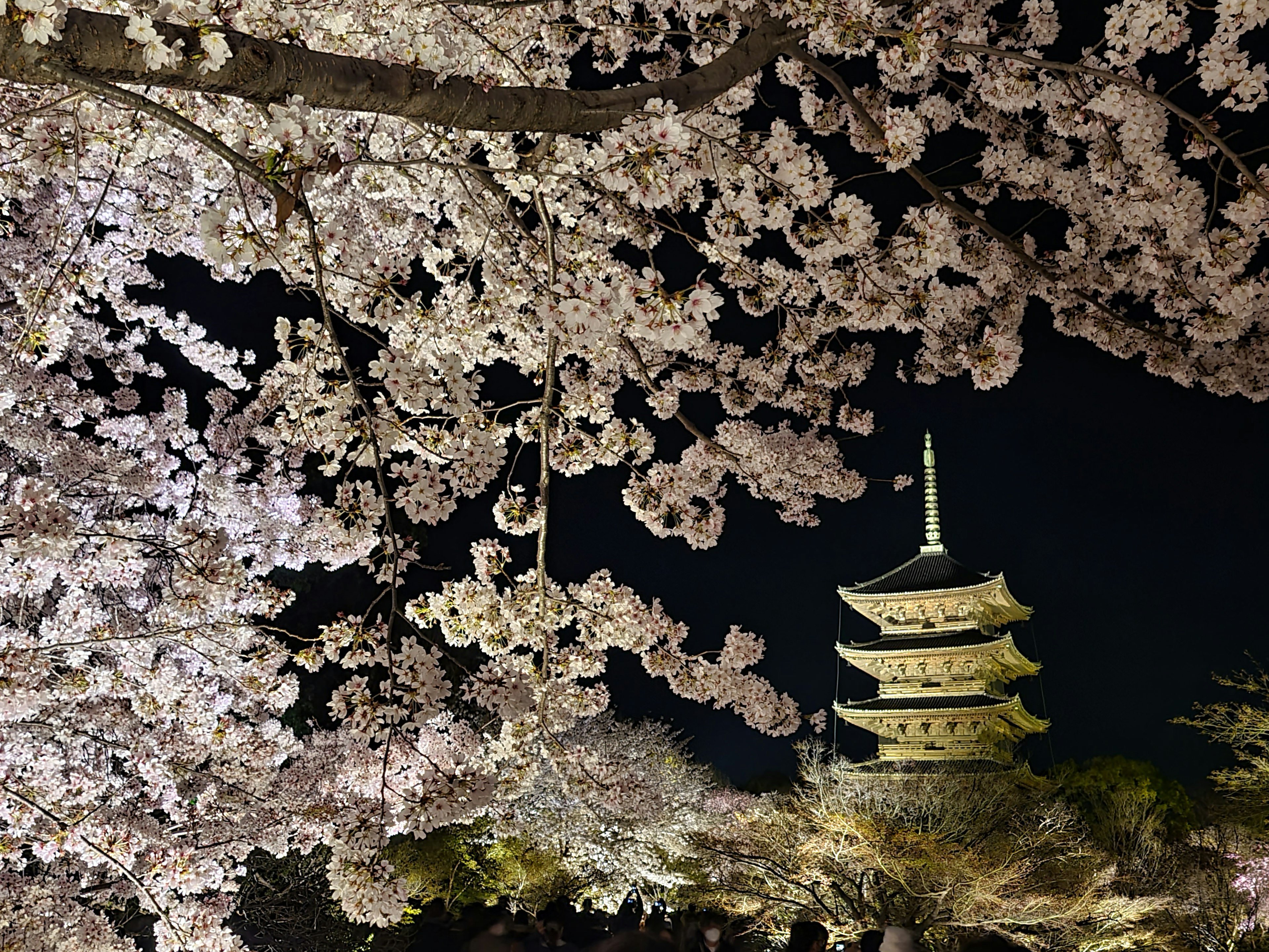 Schöne Aussicht auf eine Pagode unter Kirschblüten bei Nacht