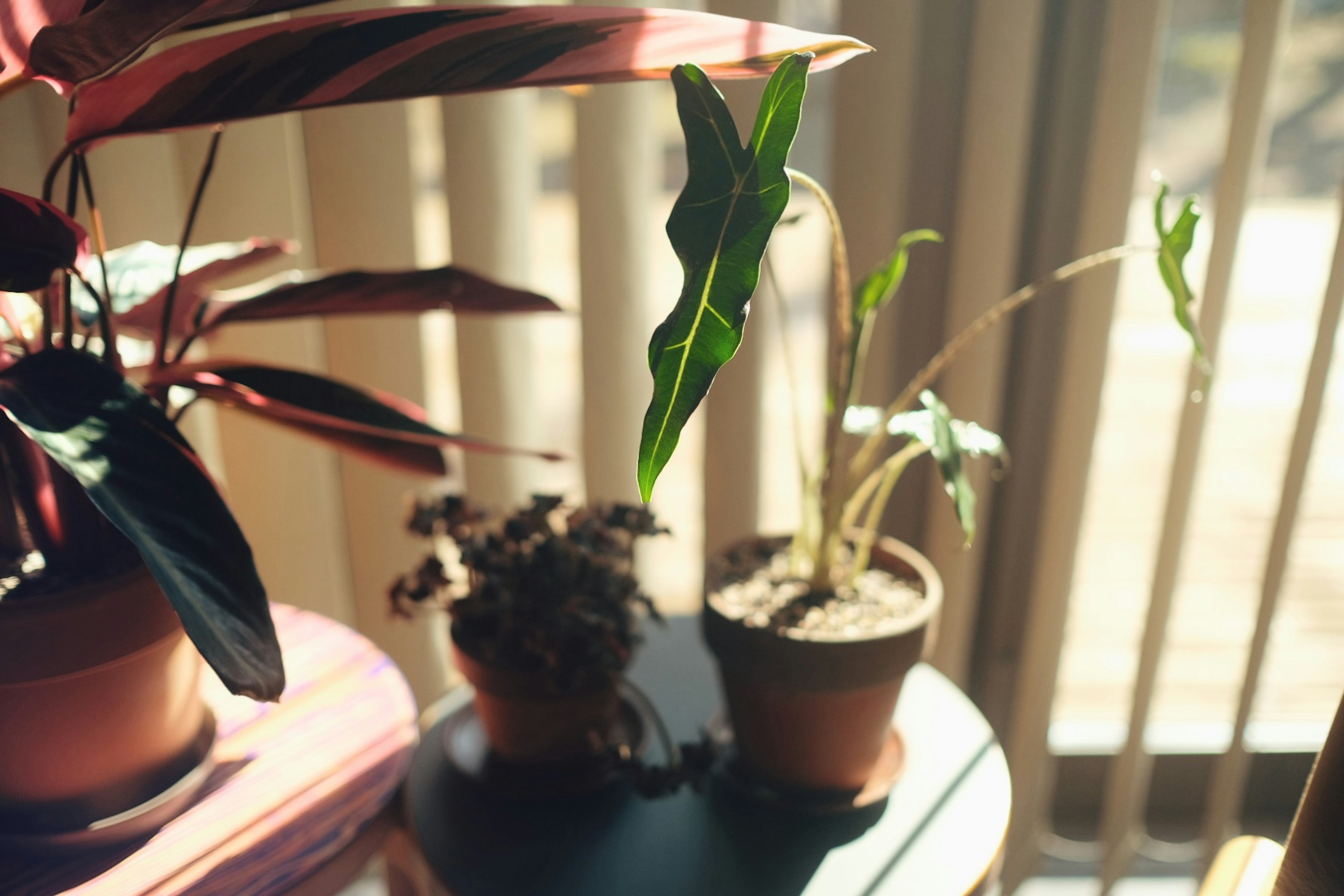 Plantas de interior a la luz del sol junto a la ventana con varias macetas