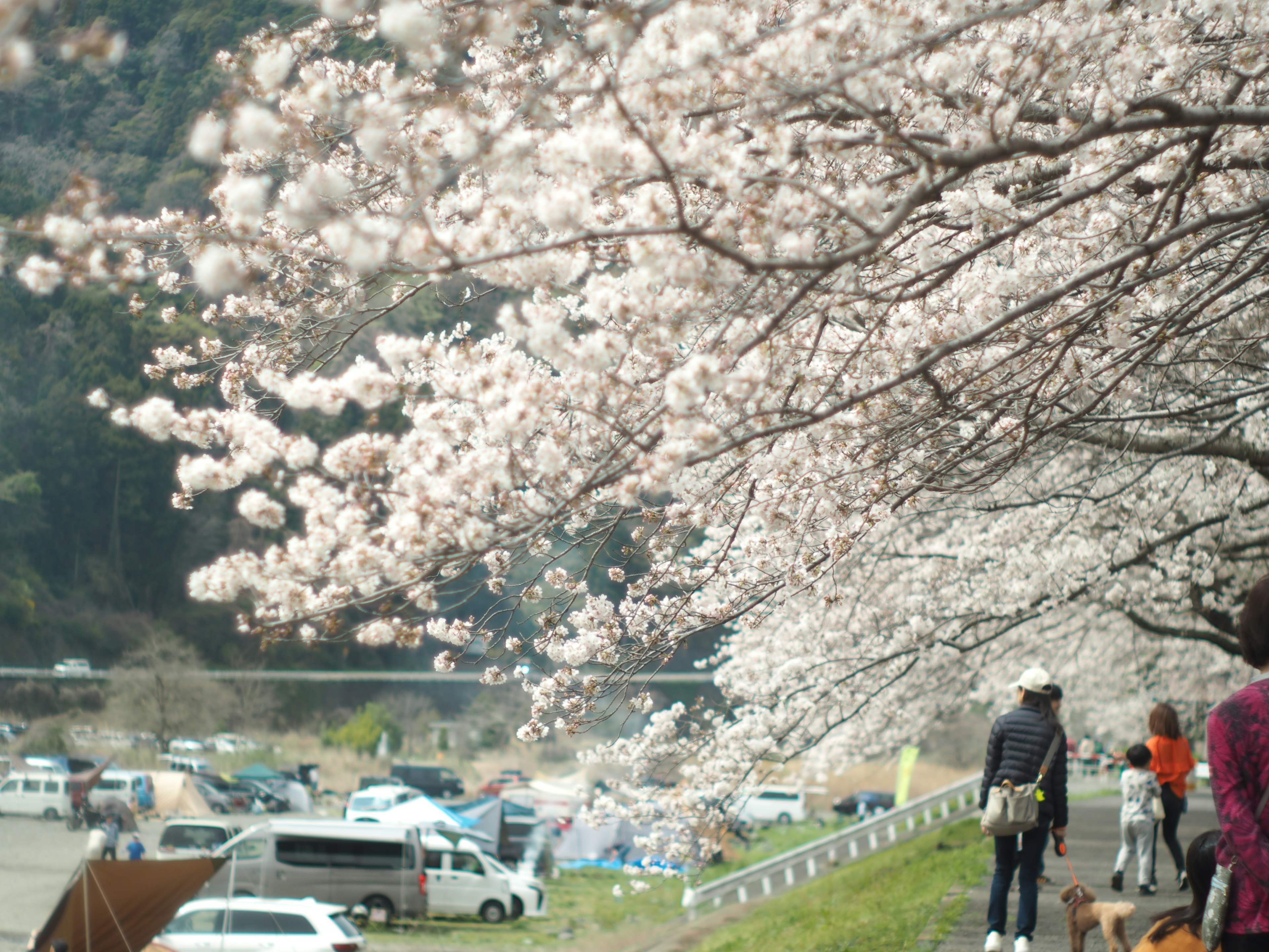 Des gens se promenant le long d'un chemin au bord de la rivière bordé d'arbres en fleurs