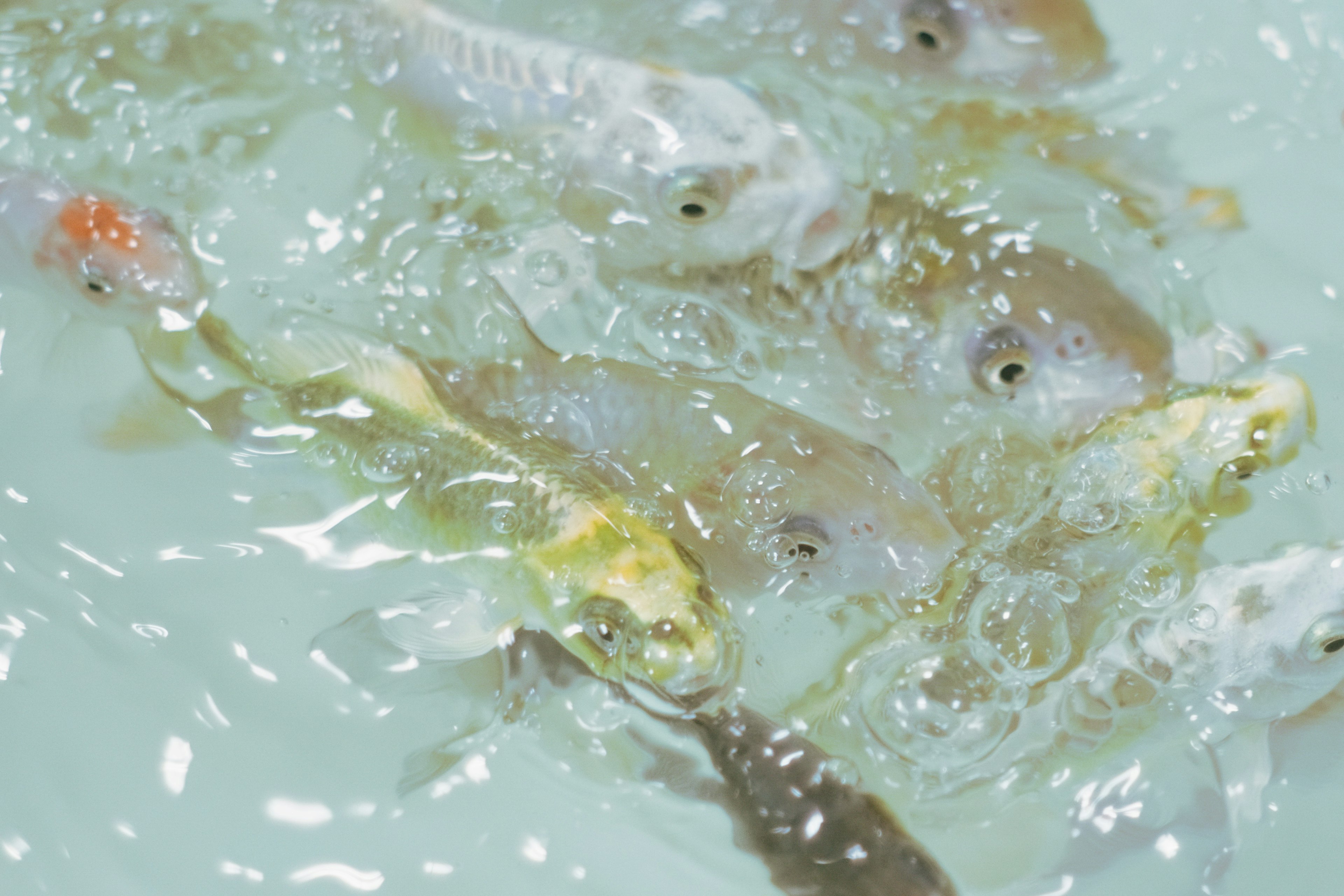 Sekelompok ikan yang berenang di dalam air dengan sisik bervariasi dan gelembung