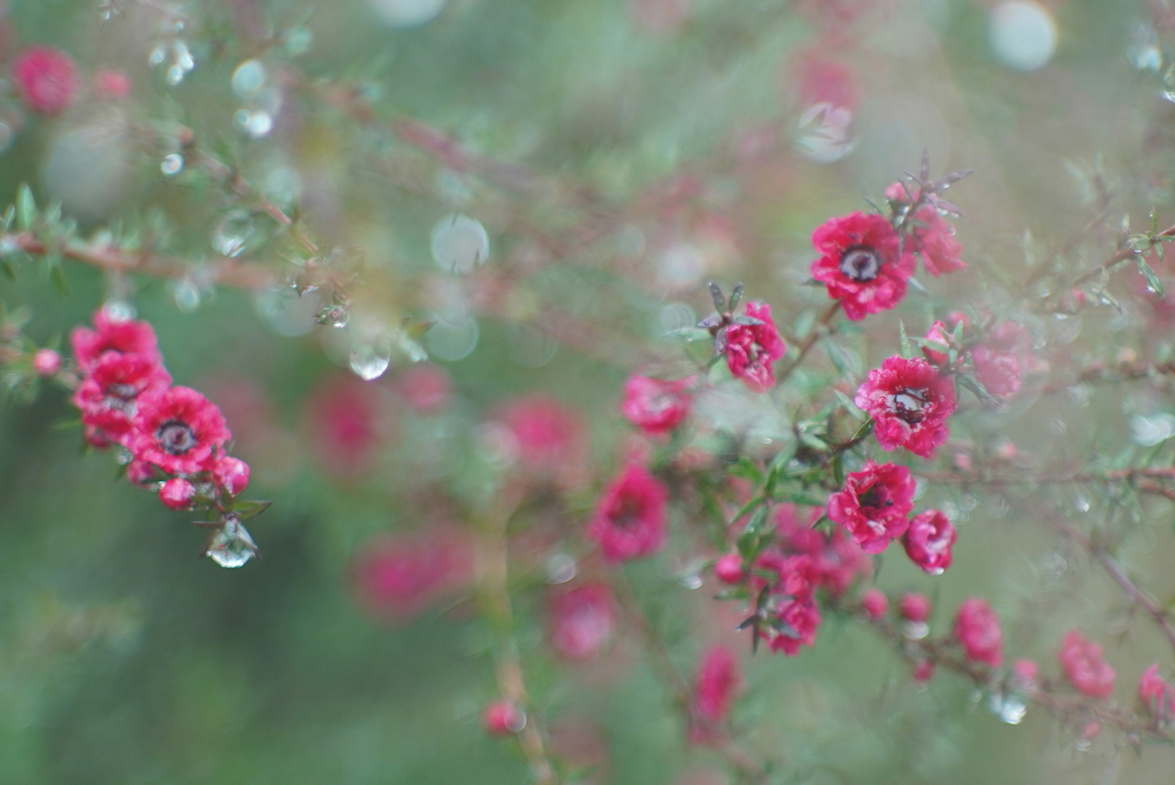 雨滴がついた赤い花々の柔らかい背景