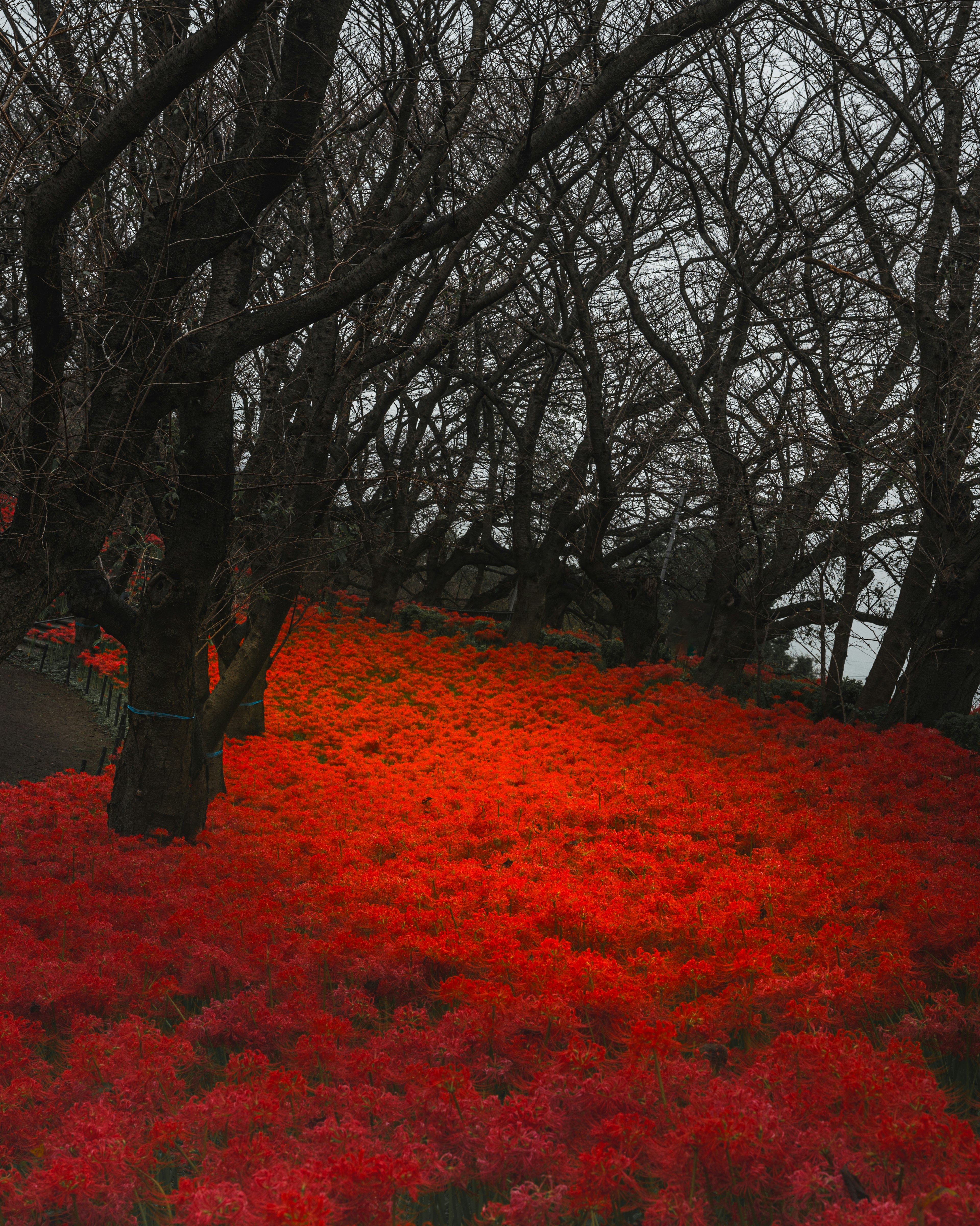 赤い花が咲く森の中の風景