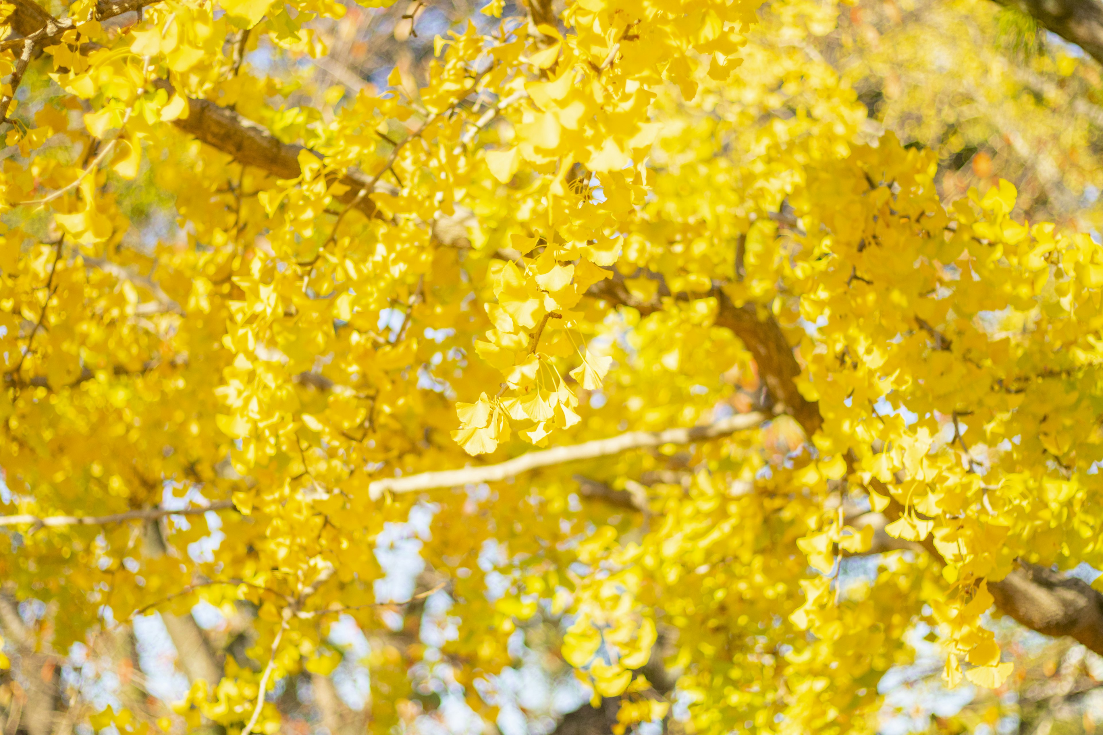 Acercamiento de hojas amarillas vibrantes en una rama de árbol