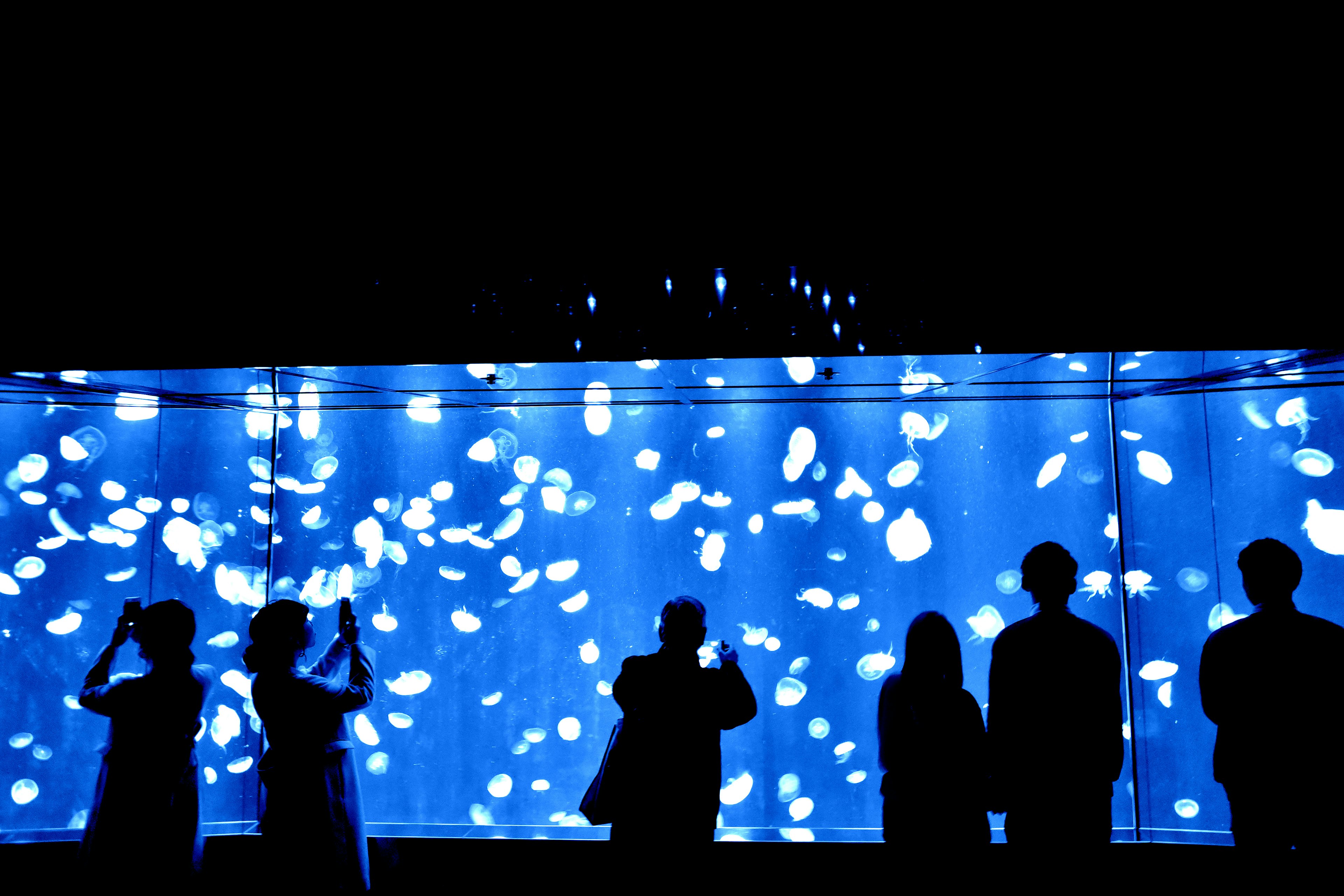 Silhouettes de personnes devant un aquarium bleu avec des objets flottants