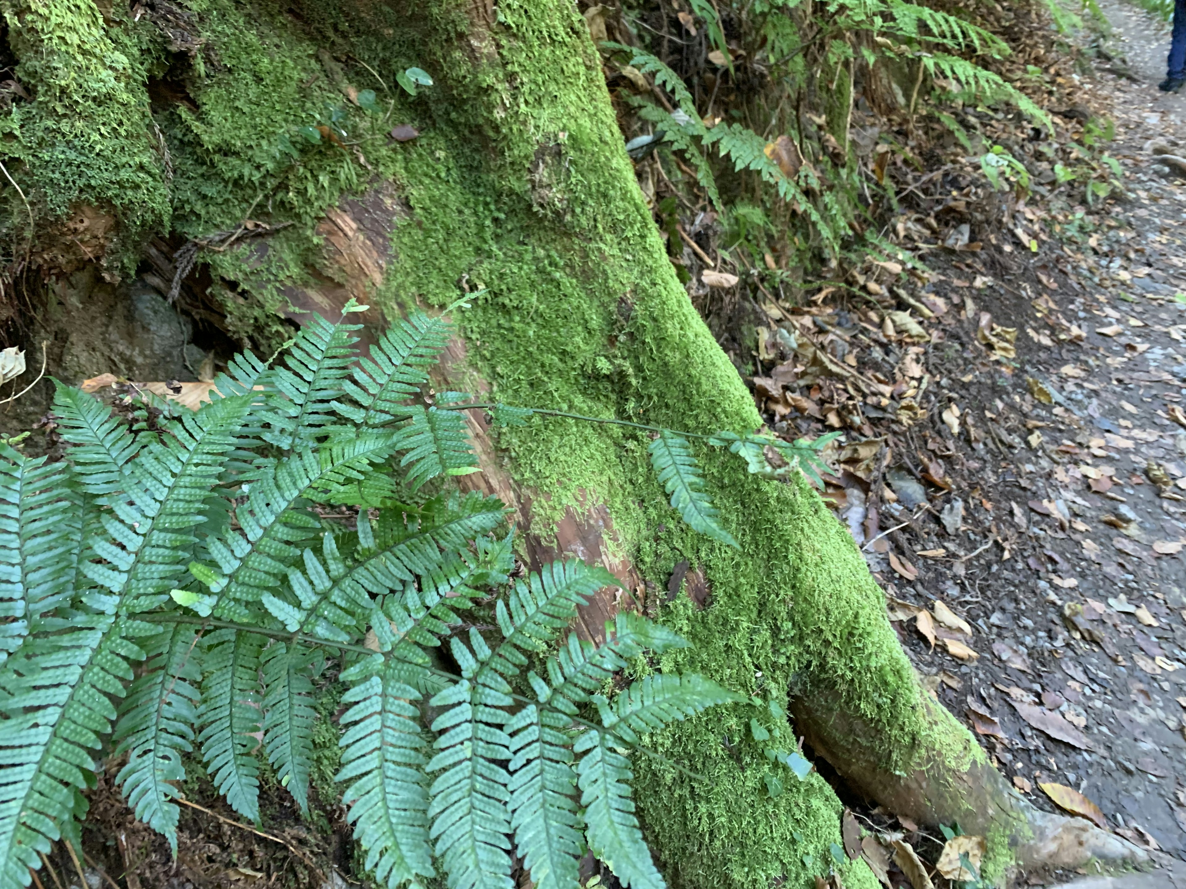 A tree trunk covered in green moss with surrounding ferns