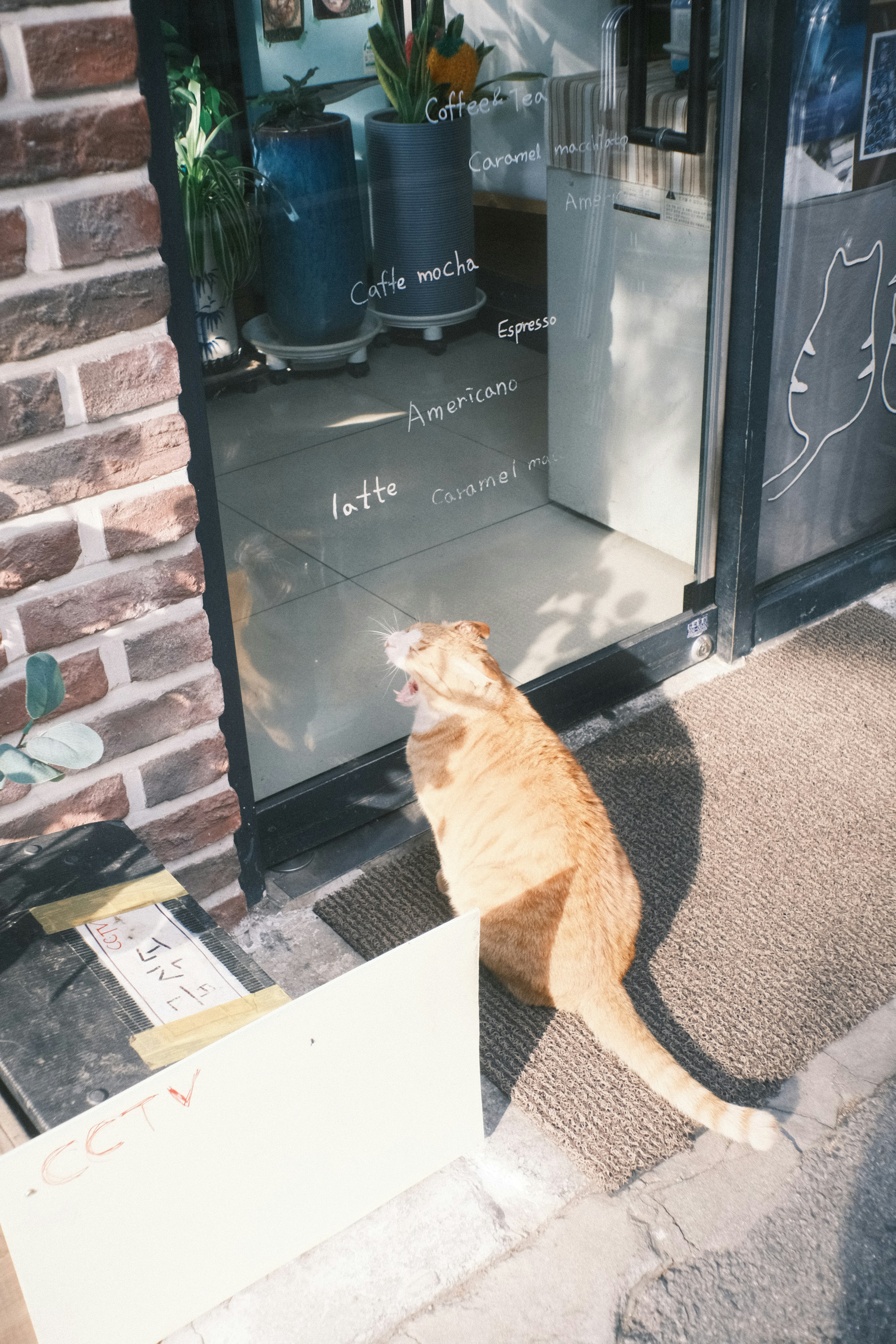 窓の前に座っているオレンジ色の猫 店の外観と植物が見える