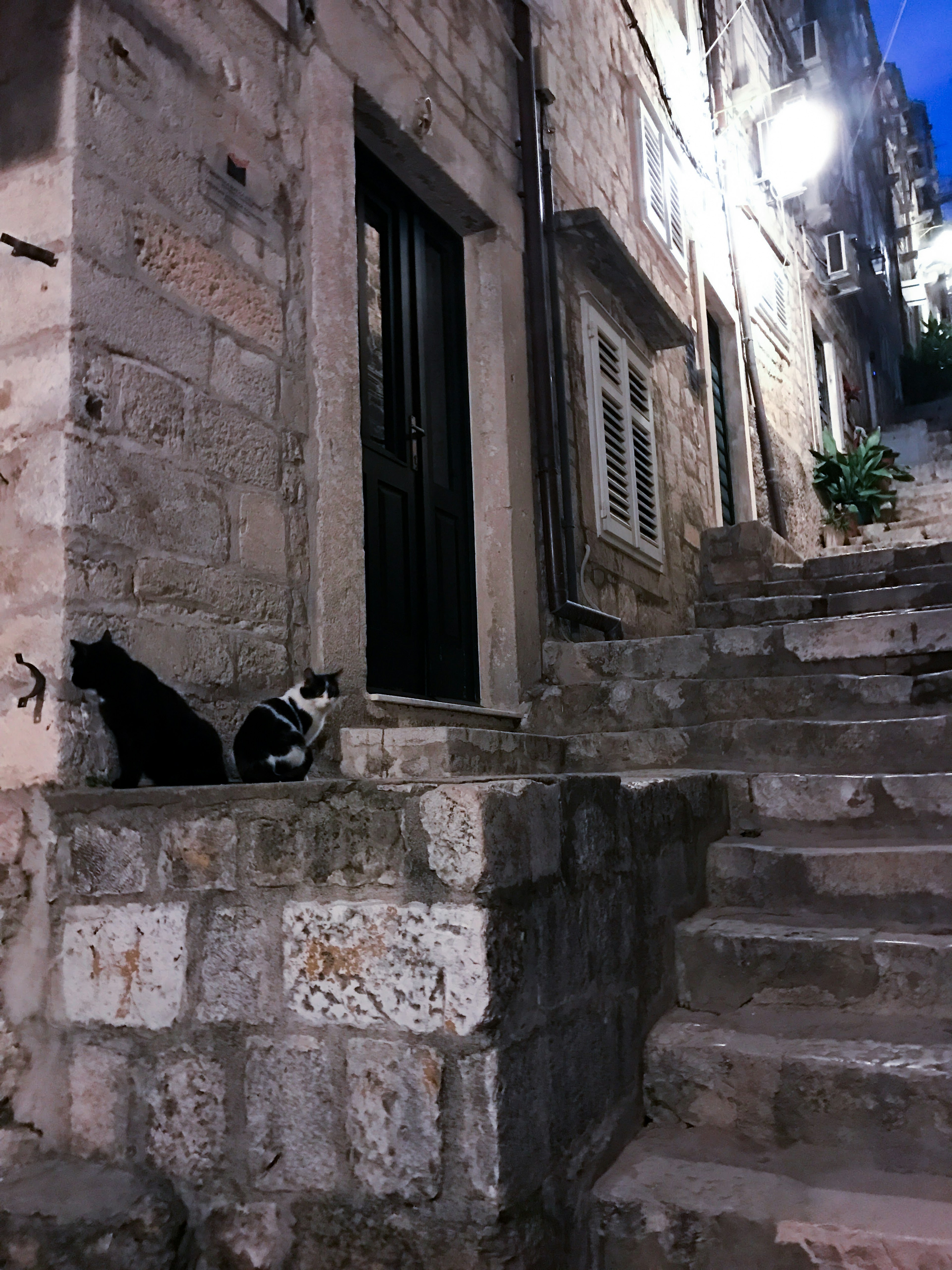 Zwei Katzen sitzen in der Nacht neben einer Tür auf einer Steintreppe