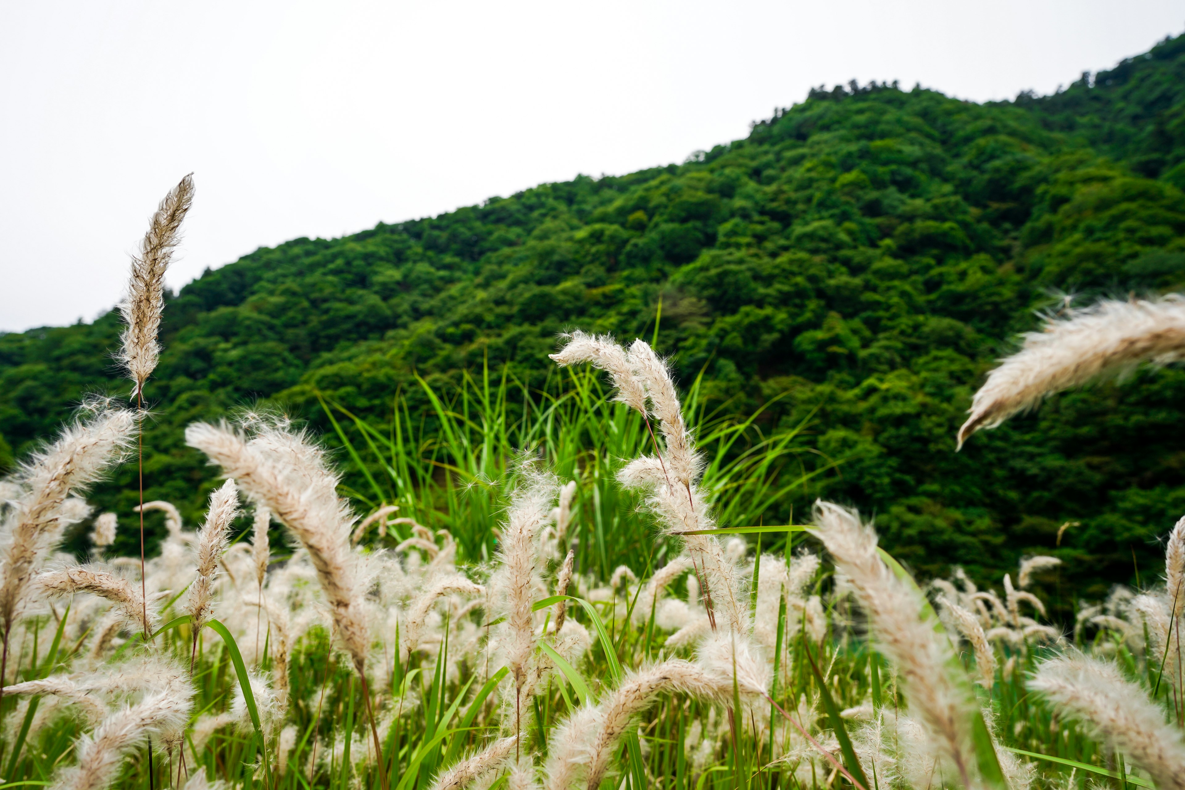 被绿色山脉环绕的白色草穗摇曳的风景