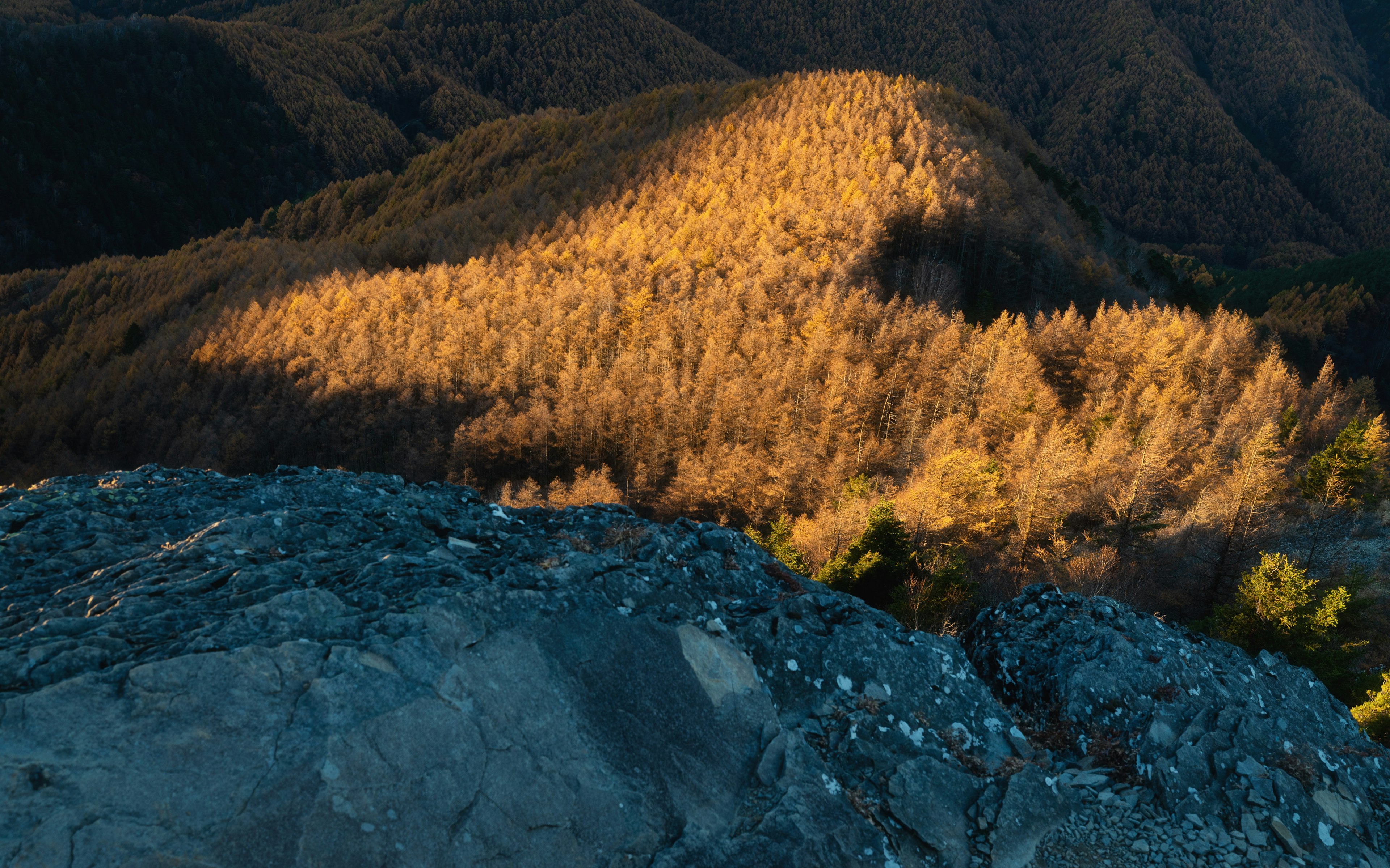 山の斜面に映る夕陽の光が当たる木々の群れ