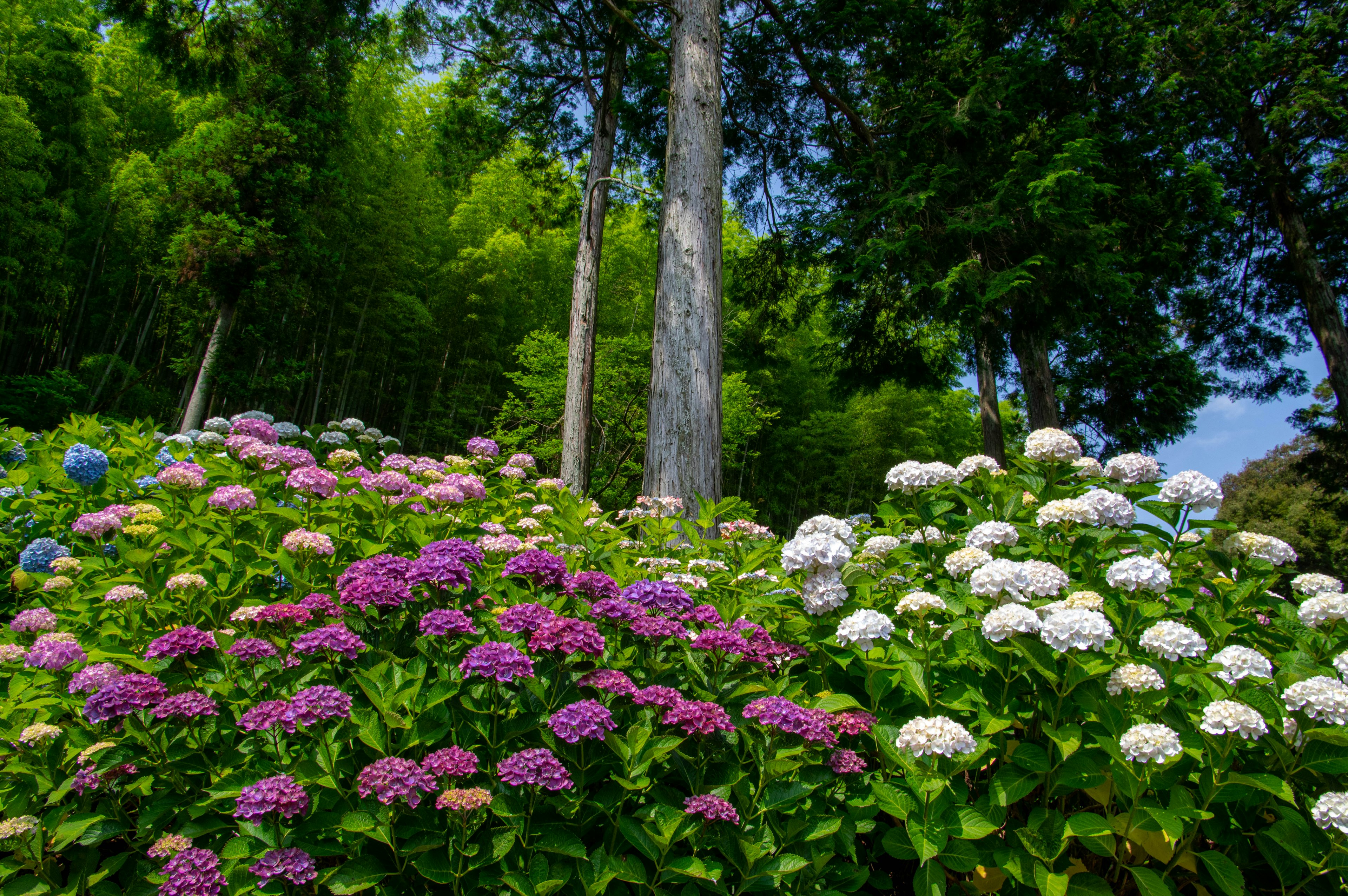 Hortensias vibrantes floreciendo en un jardín exuberante