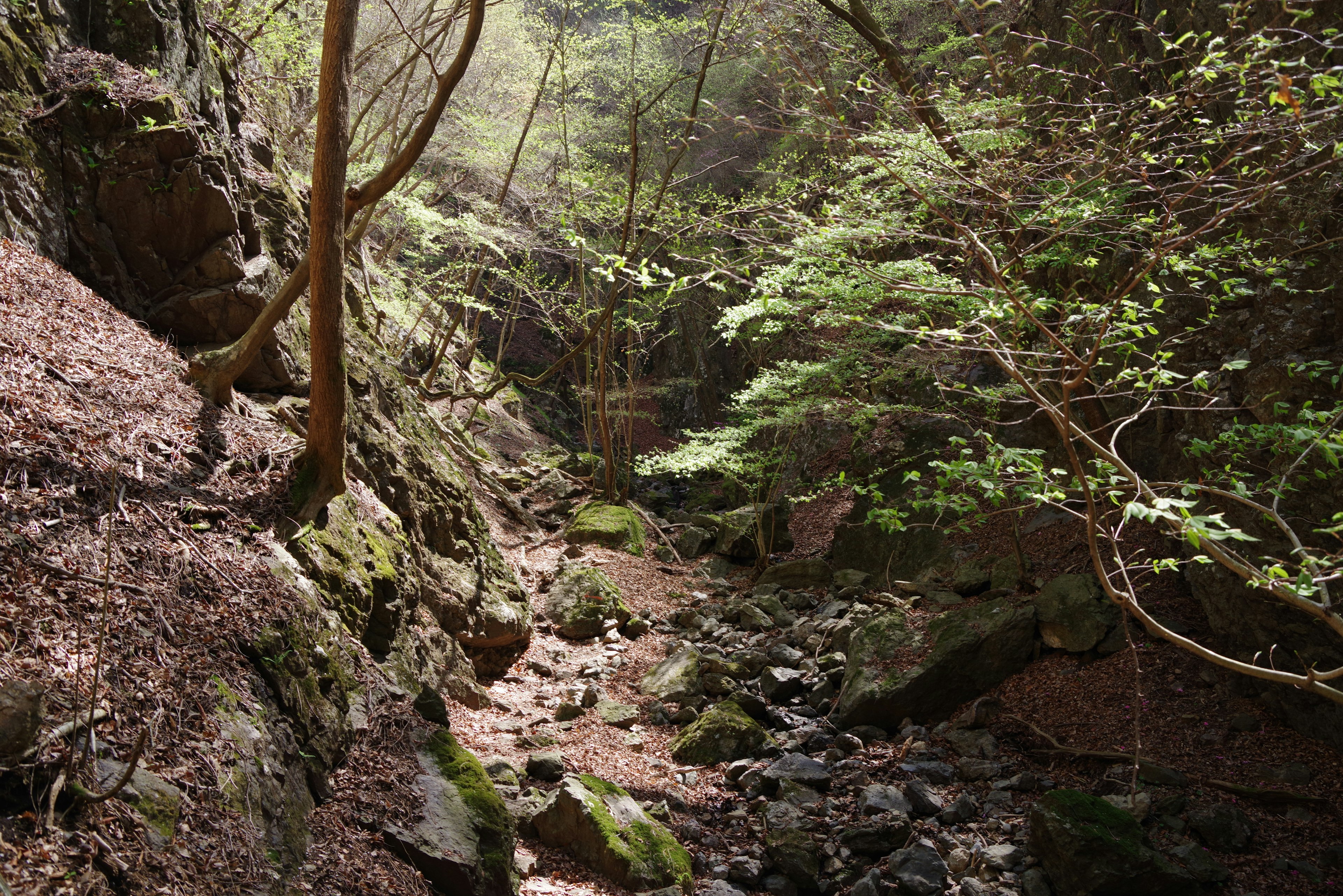 Paysage de canyon verdoyant avec des rochers et un ruisseau