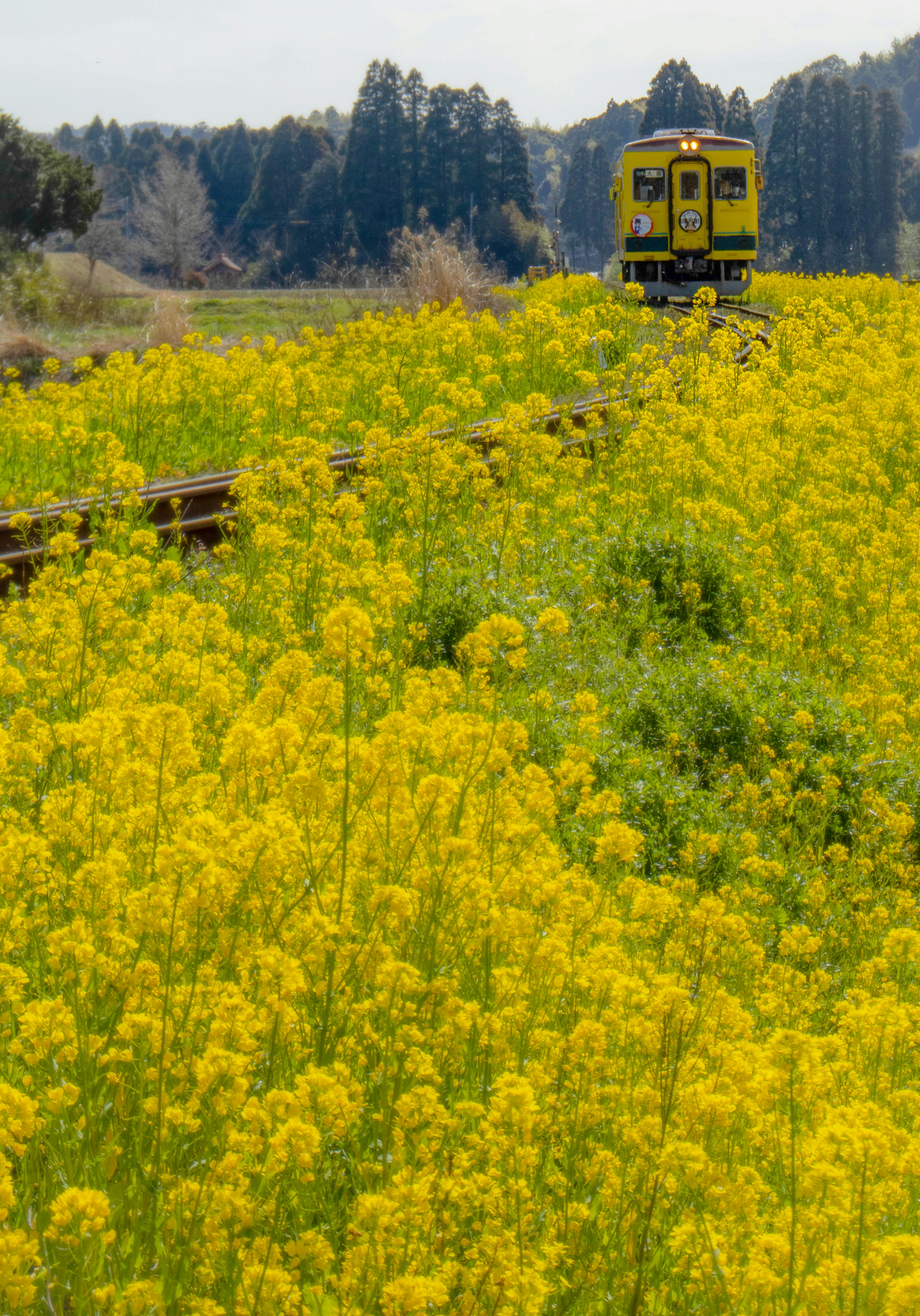 黄色い菜の花に囲まれた列車が線路の上にある風景