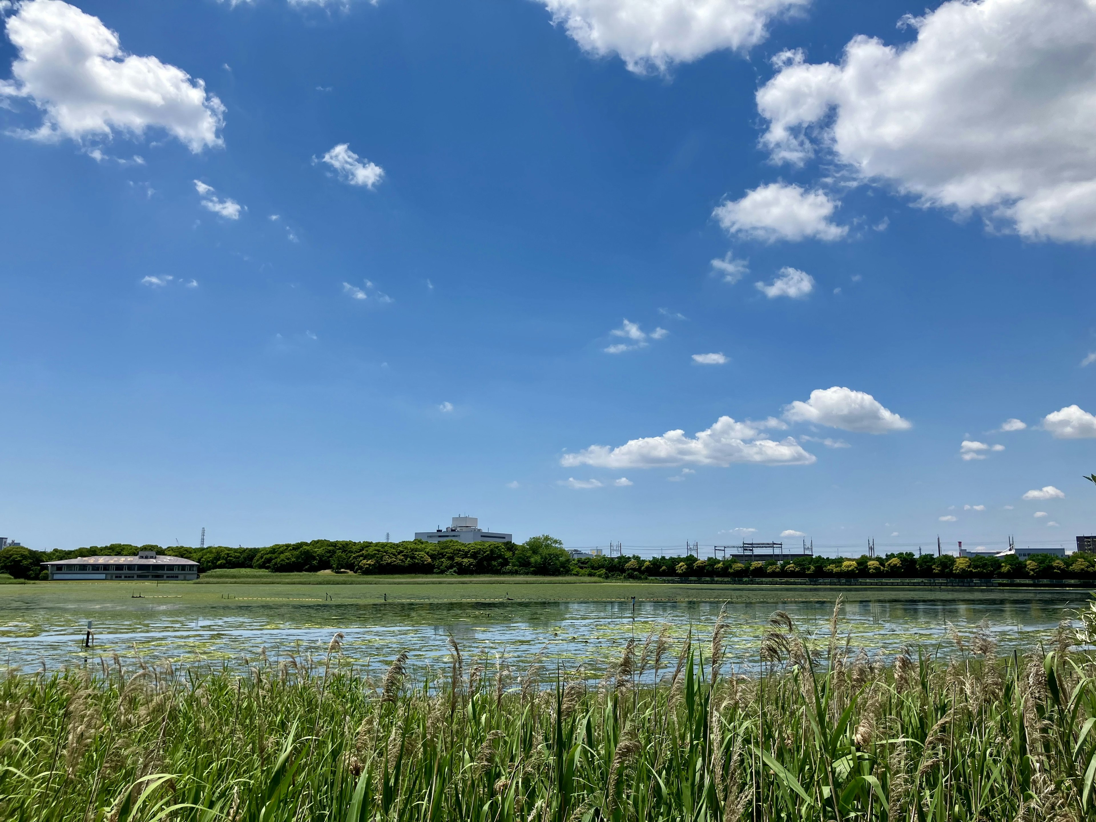 Malersicher Blick auf blauen Himmel mit weißen Wolken, die sich auf grünen Wassern und umliegendem Gras spiegeln