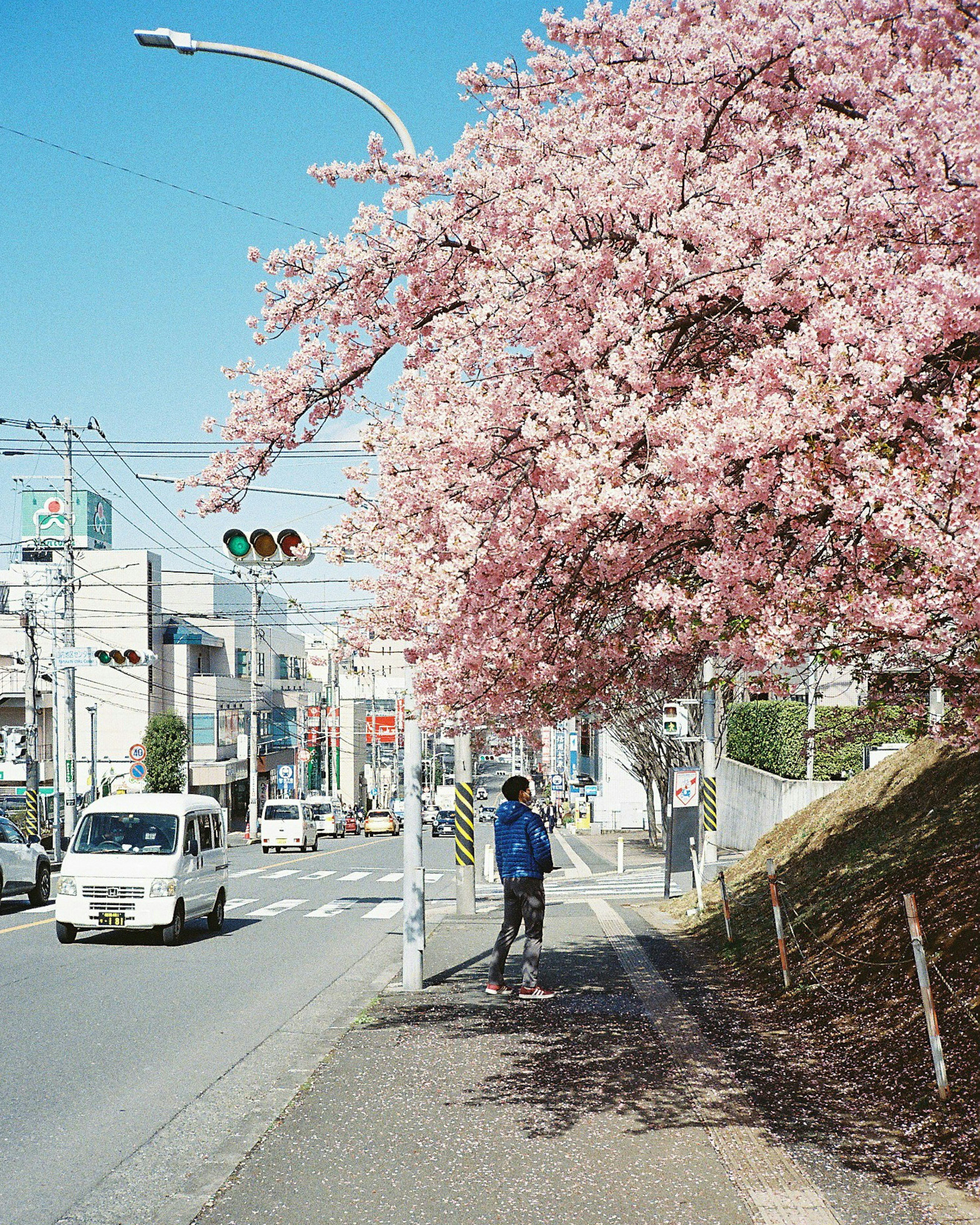 A person walking along a street with blooming cherry blossom trees