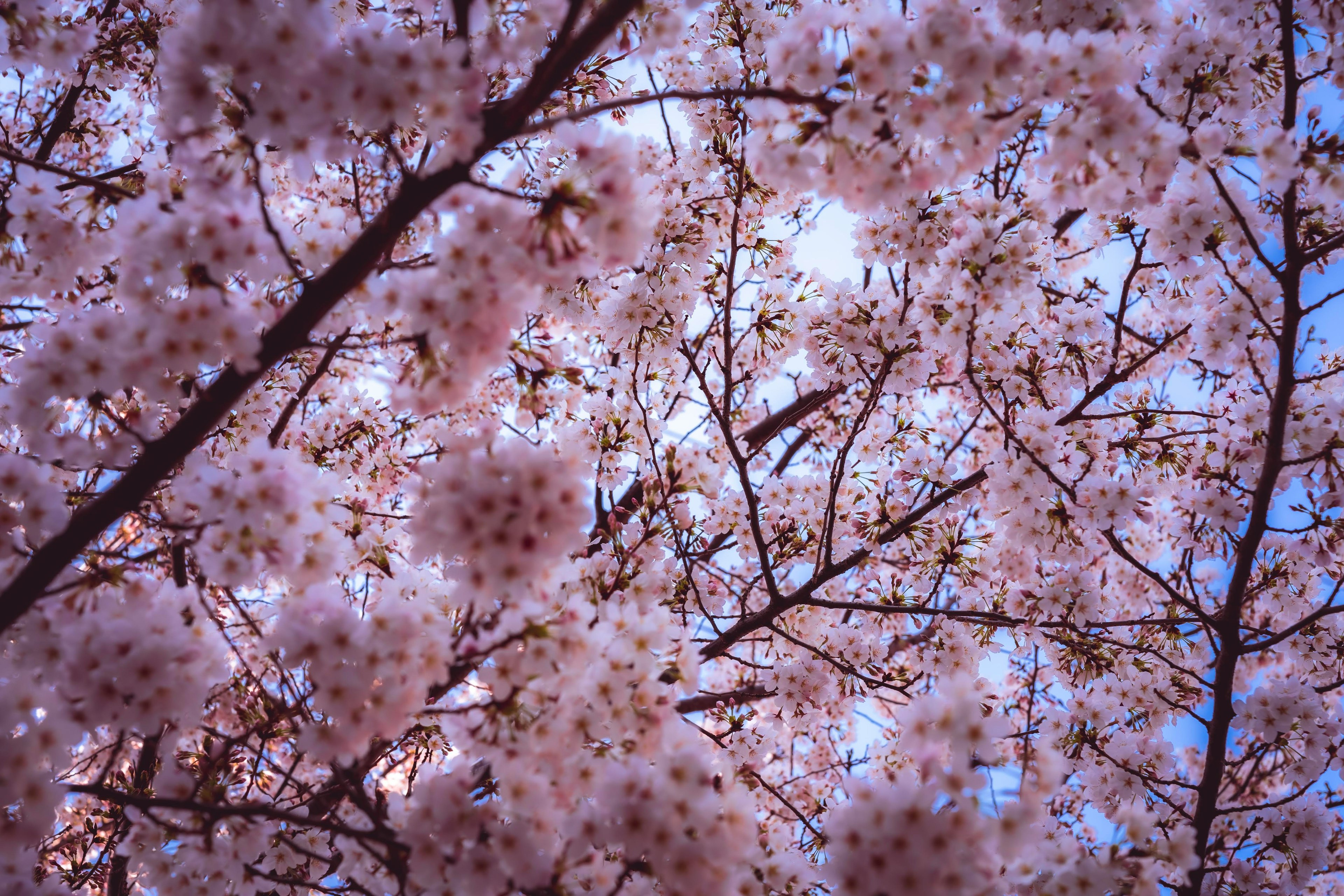 桜の花が満開の枝の上を見上げた風景青空と薄紫色の花びら