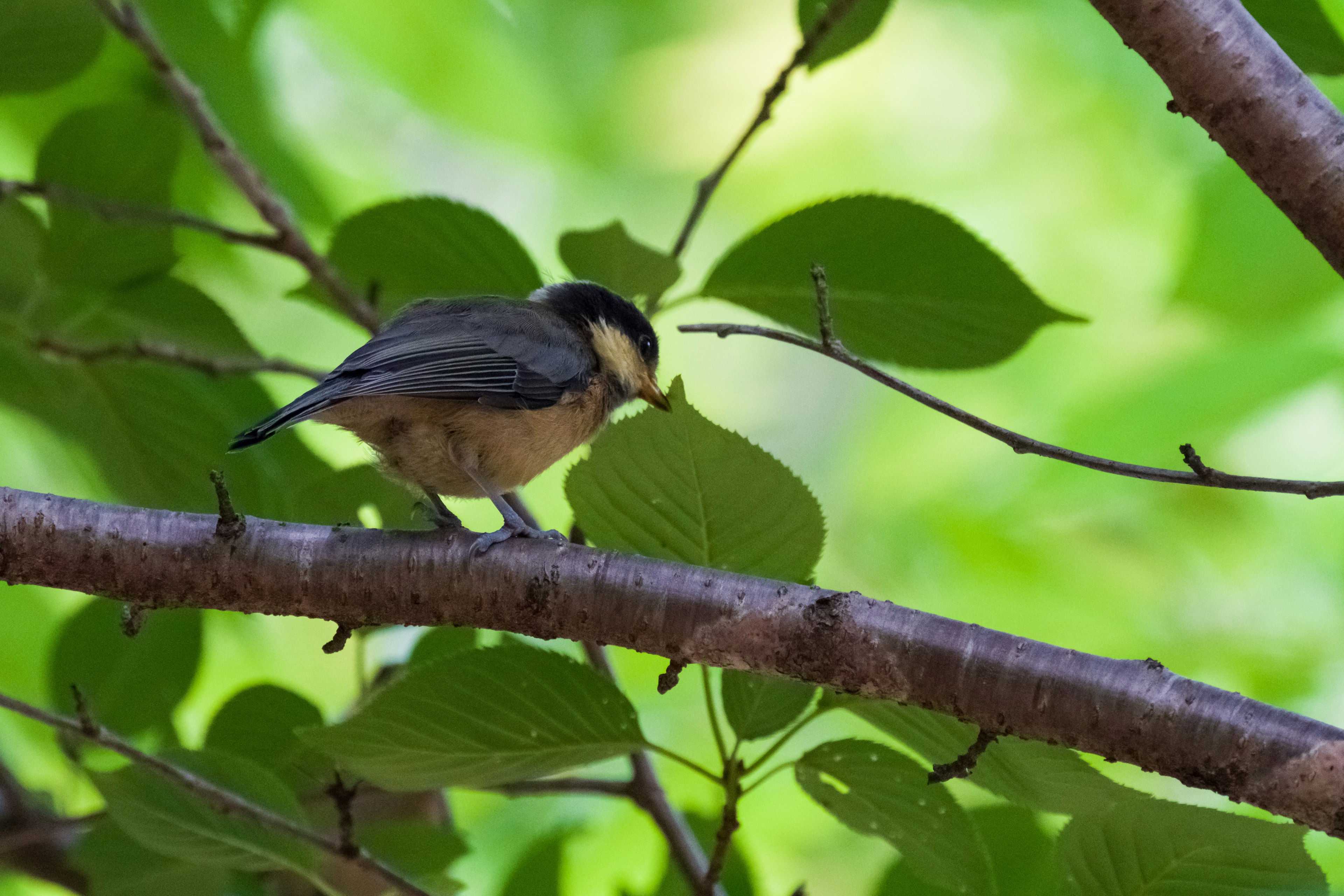 A small bird perched on a branch among green leaves