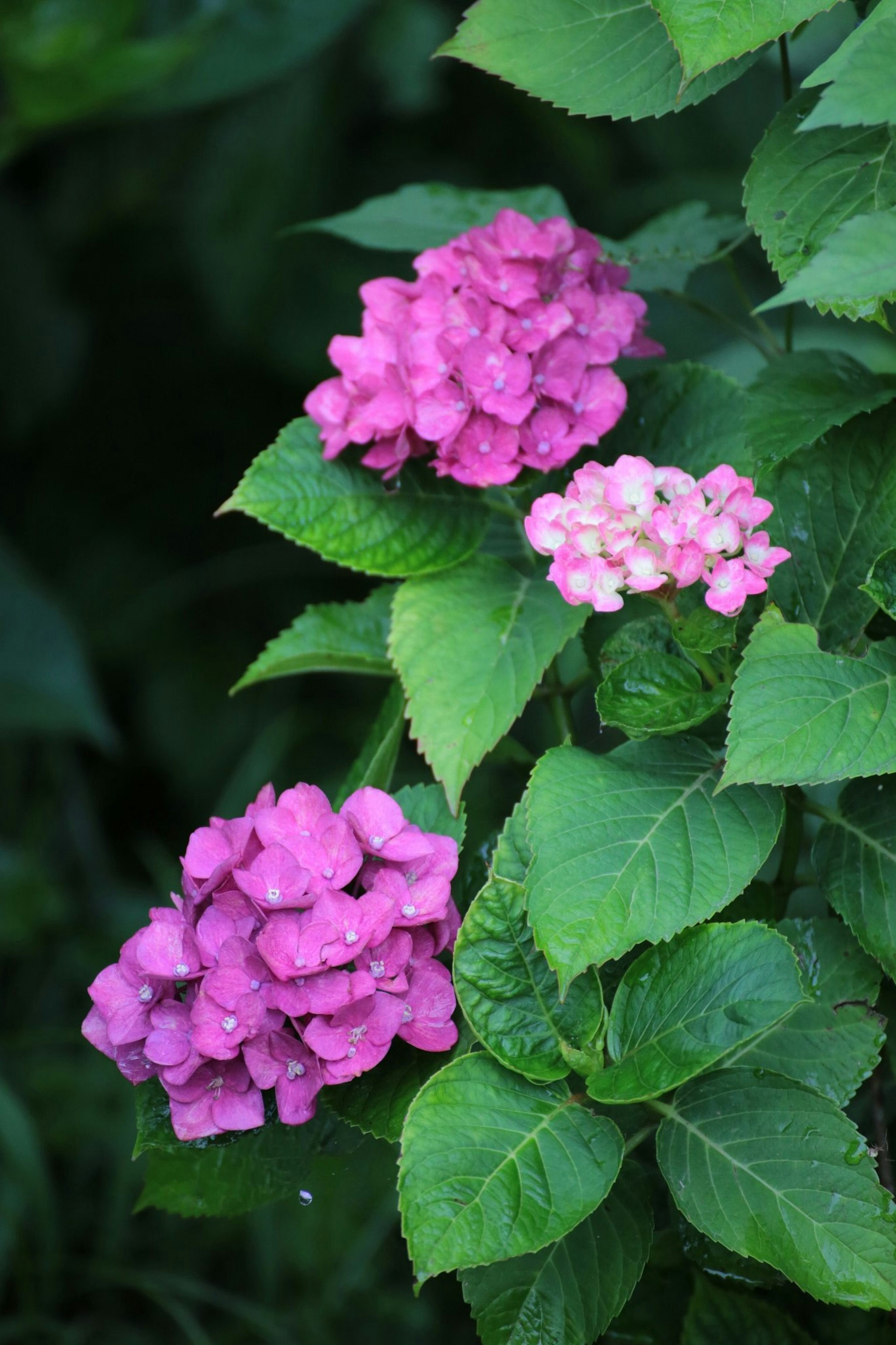 Hydrangea flowers in pink and white surrounded by green leaves