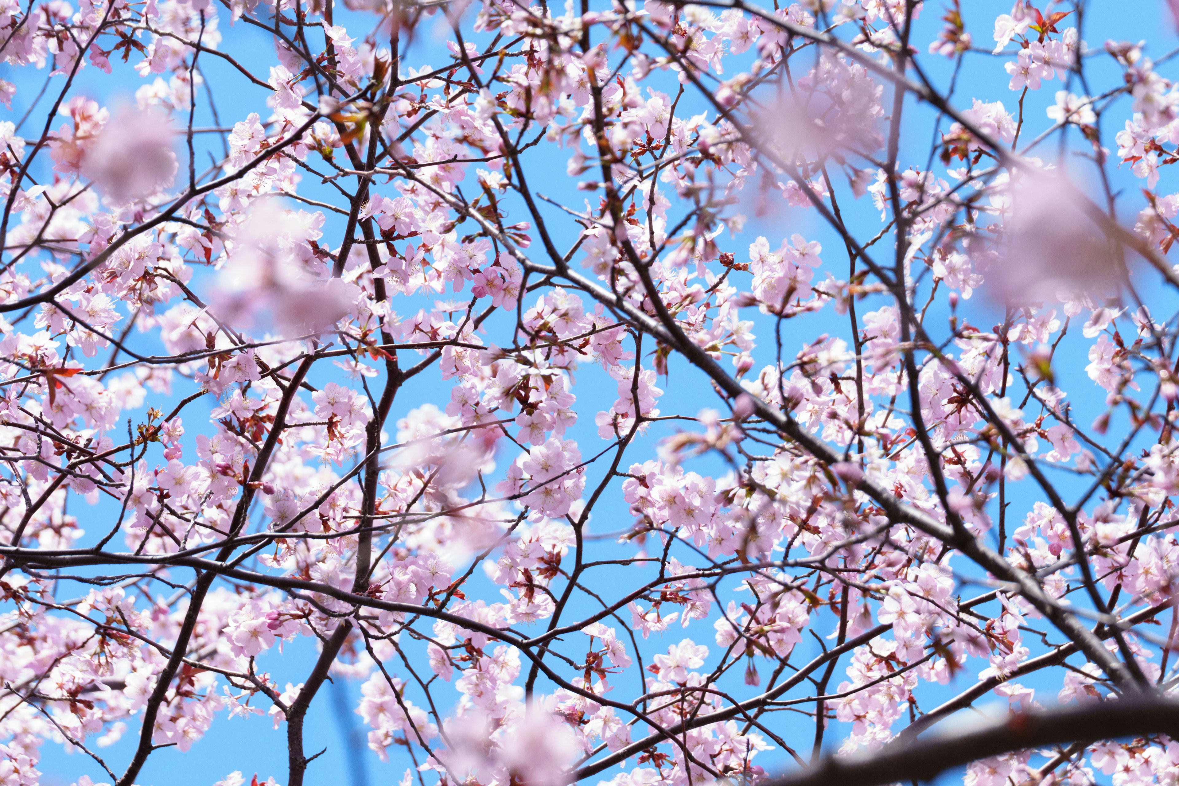 Close-up of cherry blossoms against a blue sky