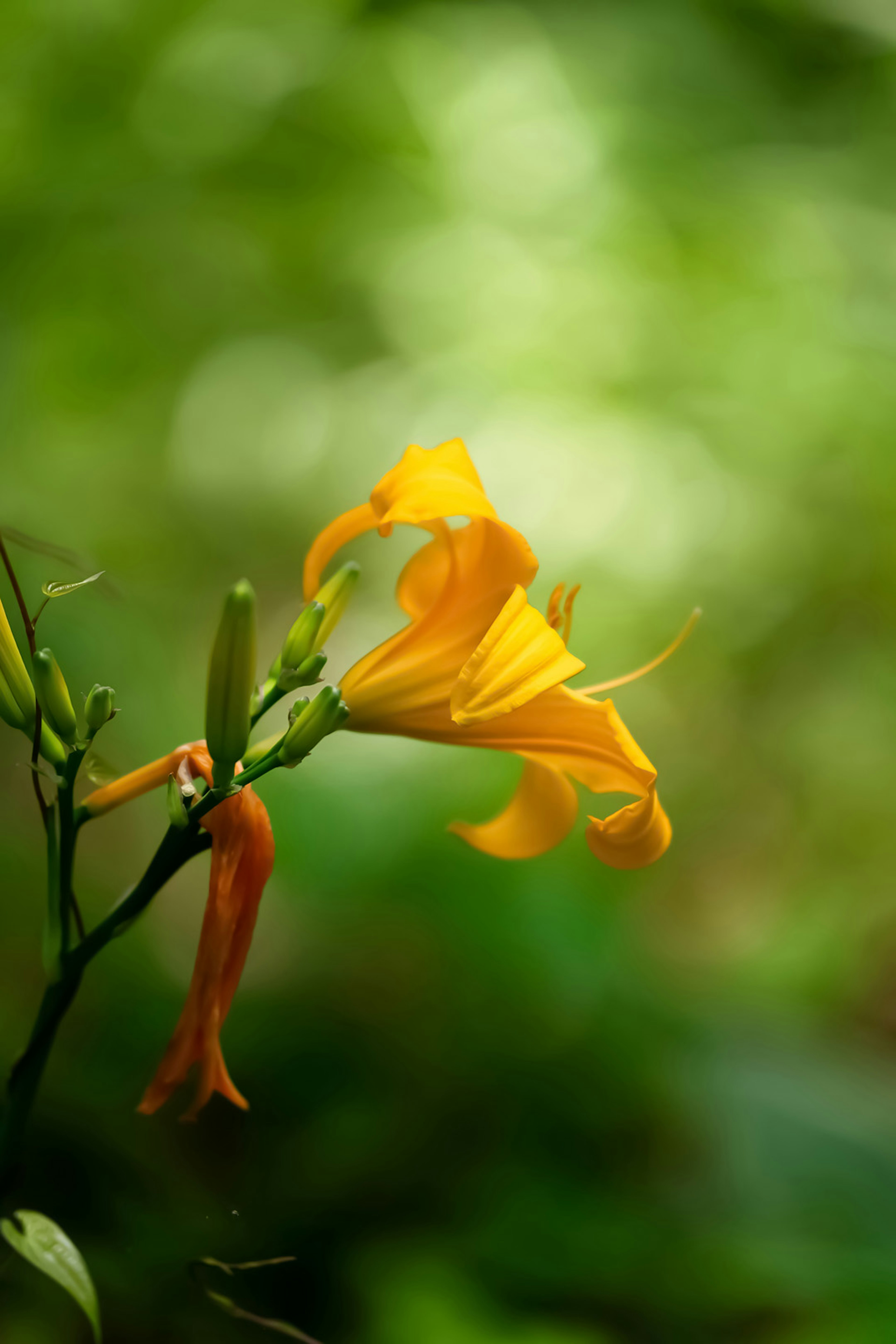 Une fleur jaune vif avec un arrière-plan vert flou