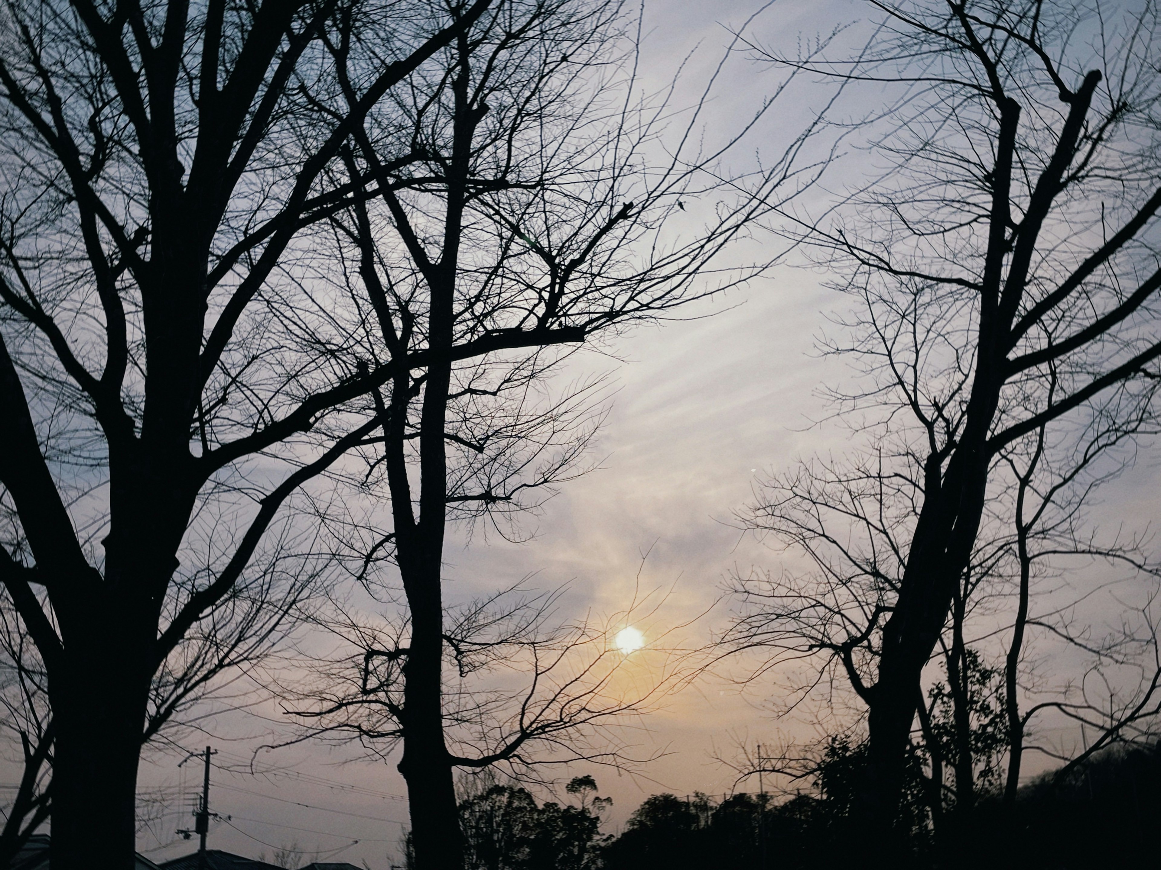 Alberi spogli in silhouette contro un sole al tramonto