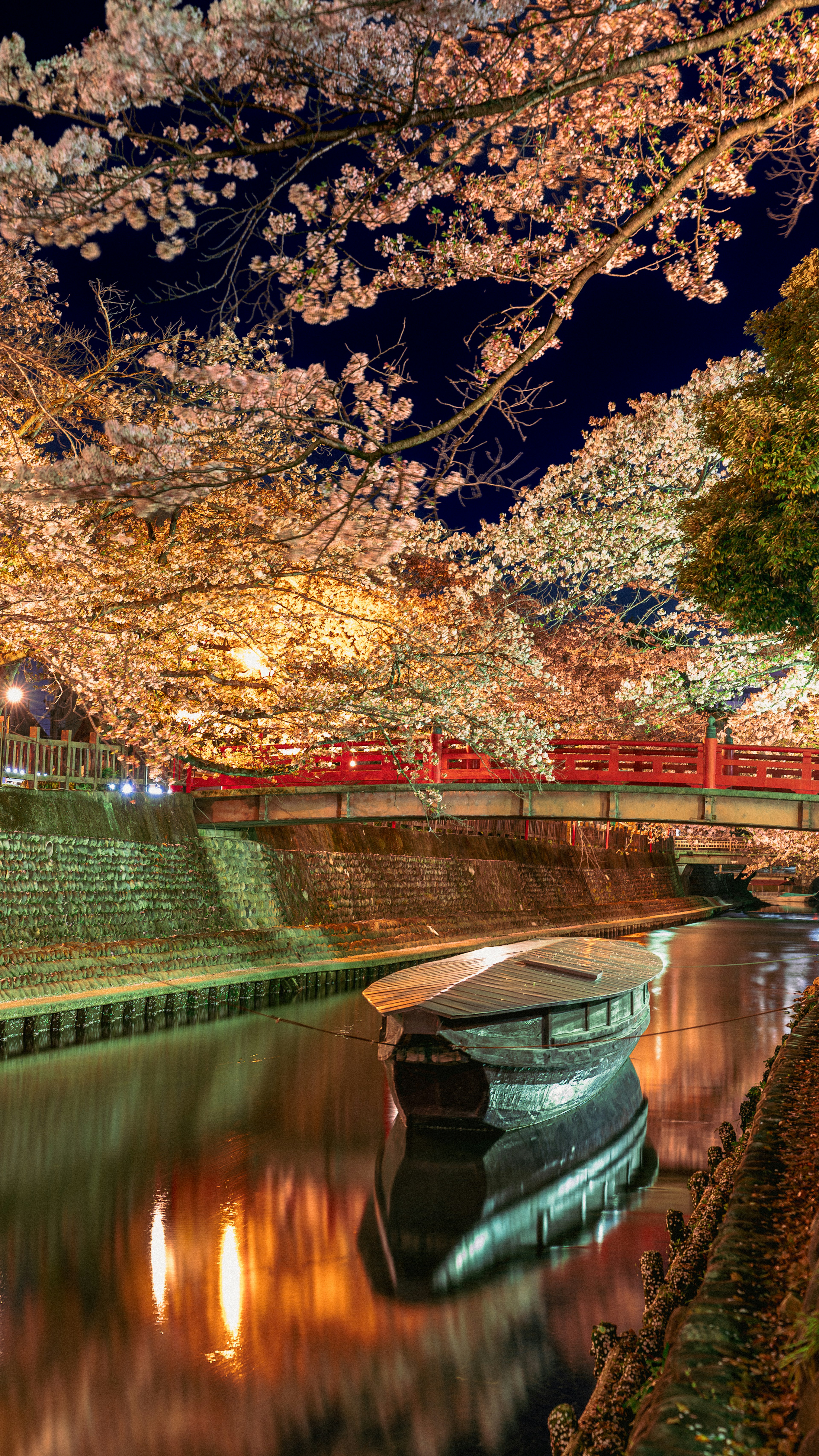 Boat floating on a river under cherry blossoms at night