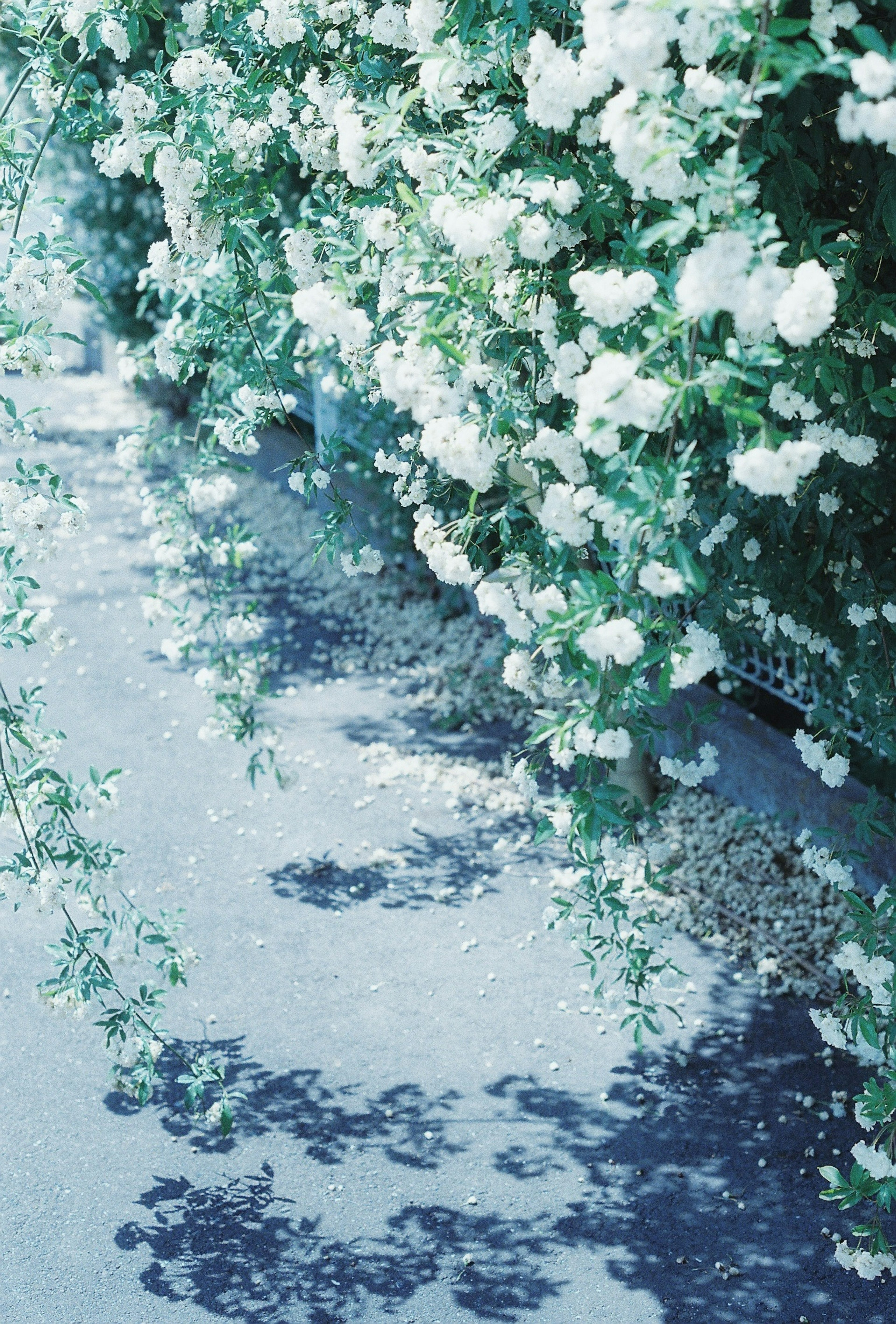 Plantas verdes con flores blancas colgando sobre un camino proyectando sombras