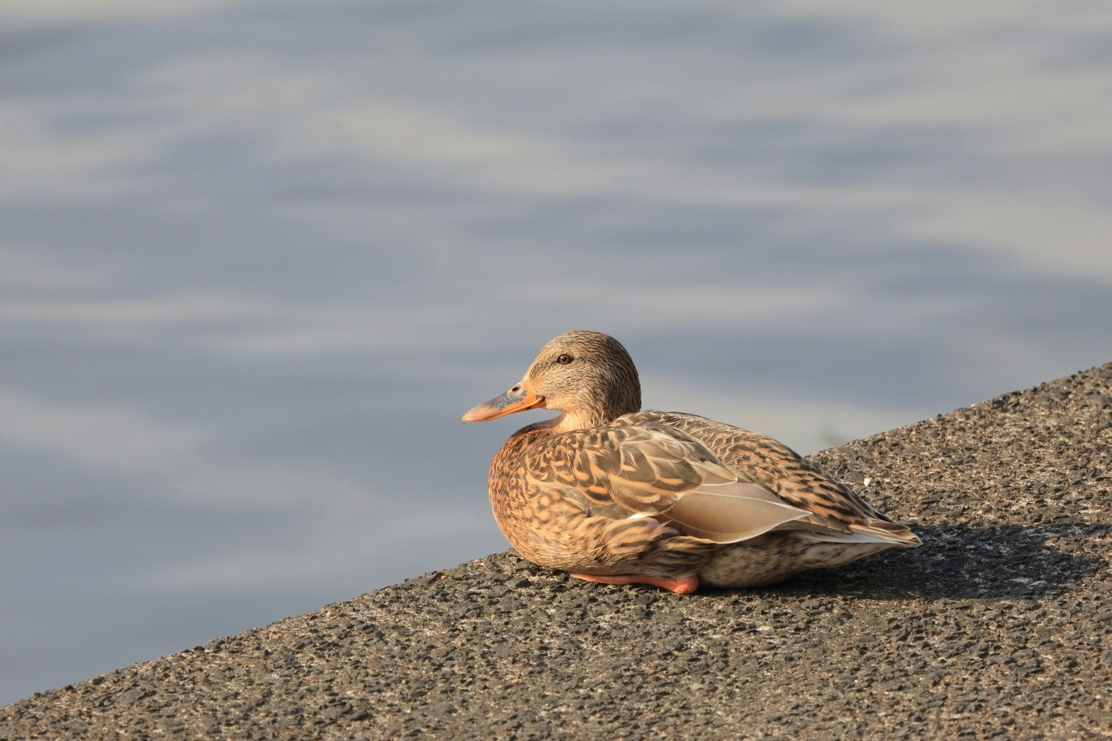 Eine Ente sitzt am Ufer des Wassers