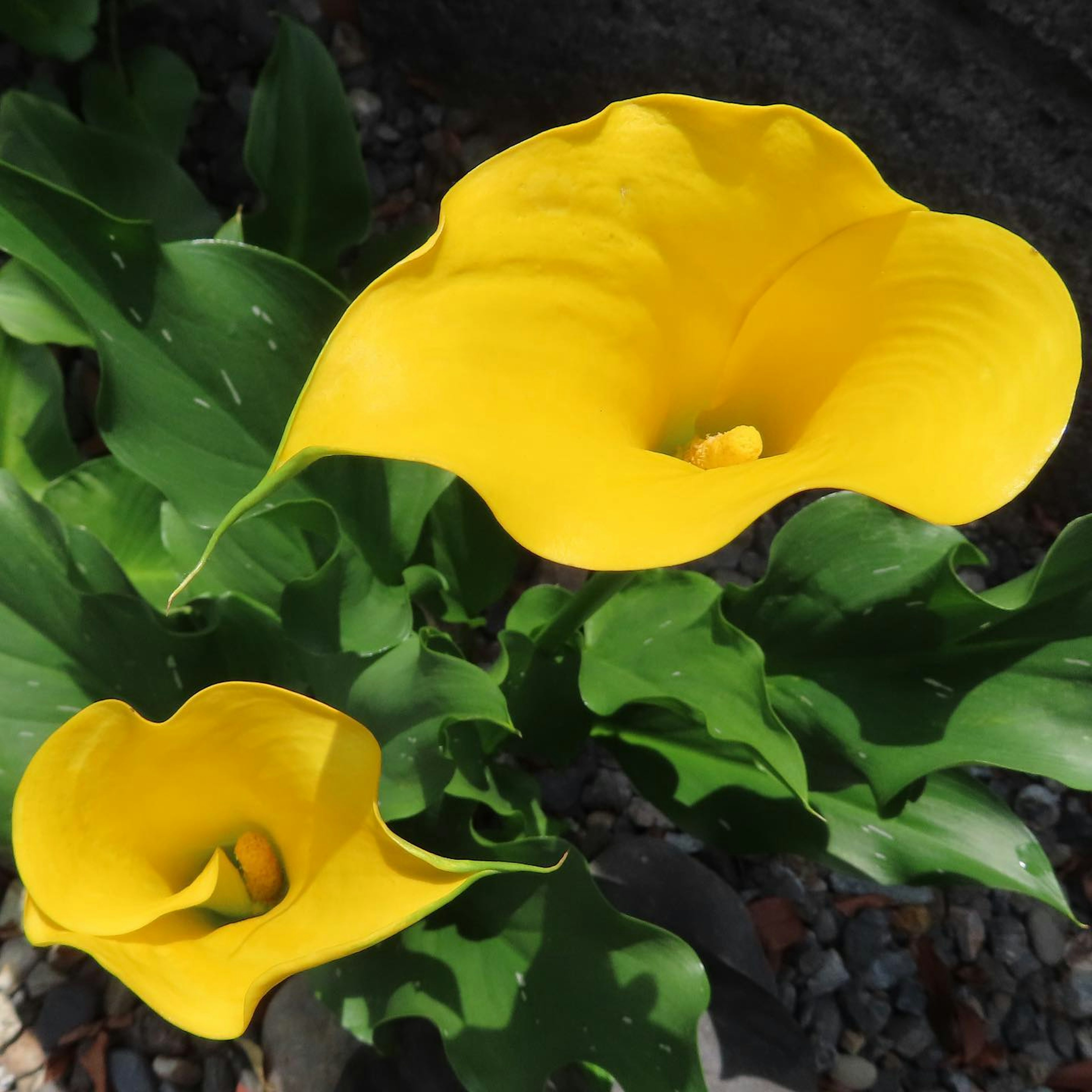 黄色のカラーリリーの花が緑の葉に囲まれて咲いている