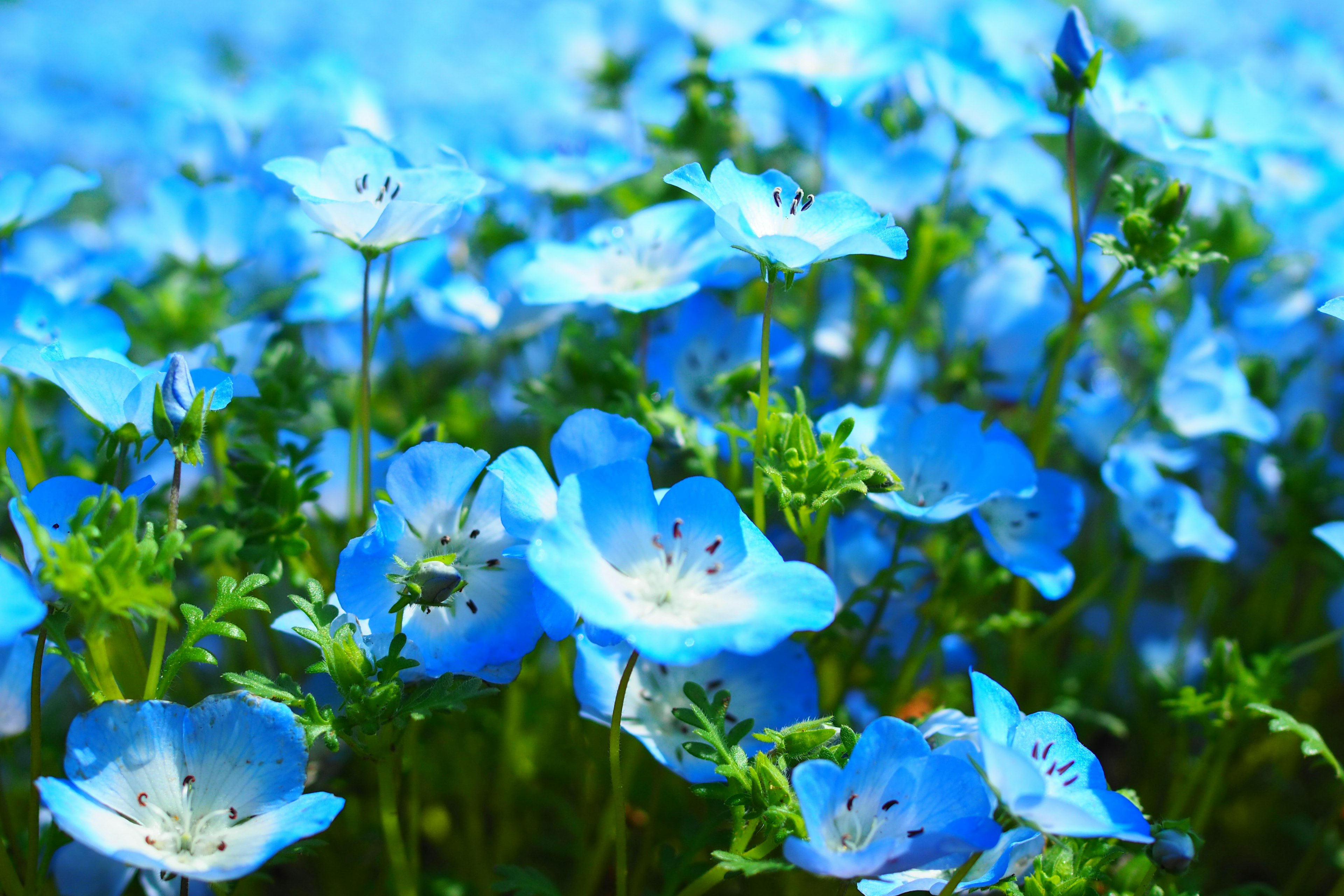 Un paysage magnifique de fleurs bleues en fleurs