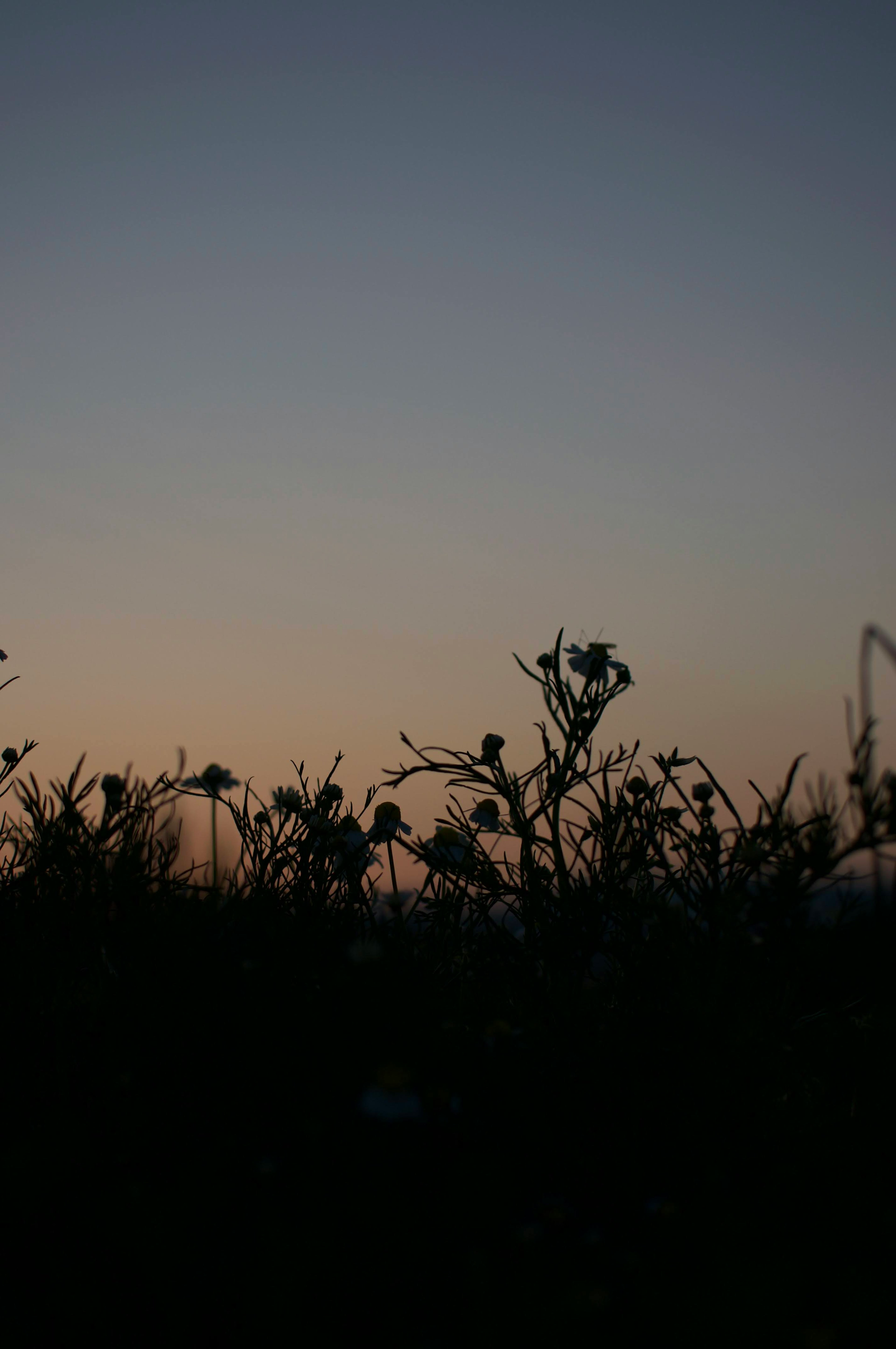 夕暮れ時のシルエットに浮かぶ植物の茂み