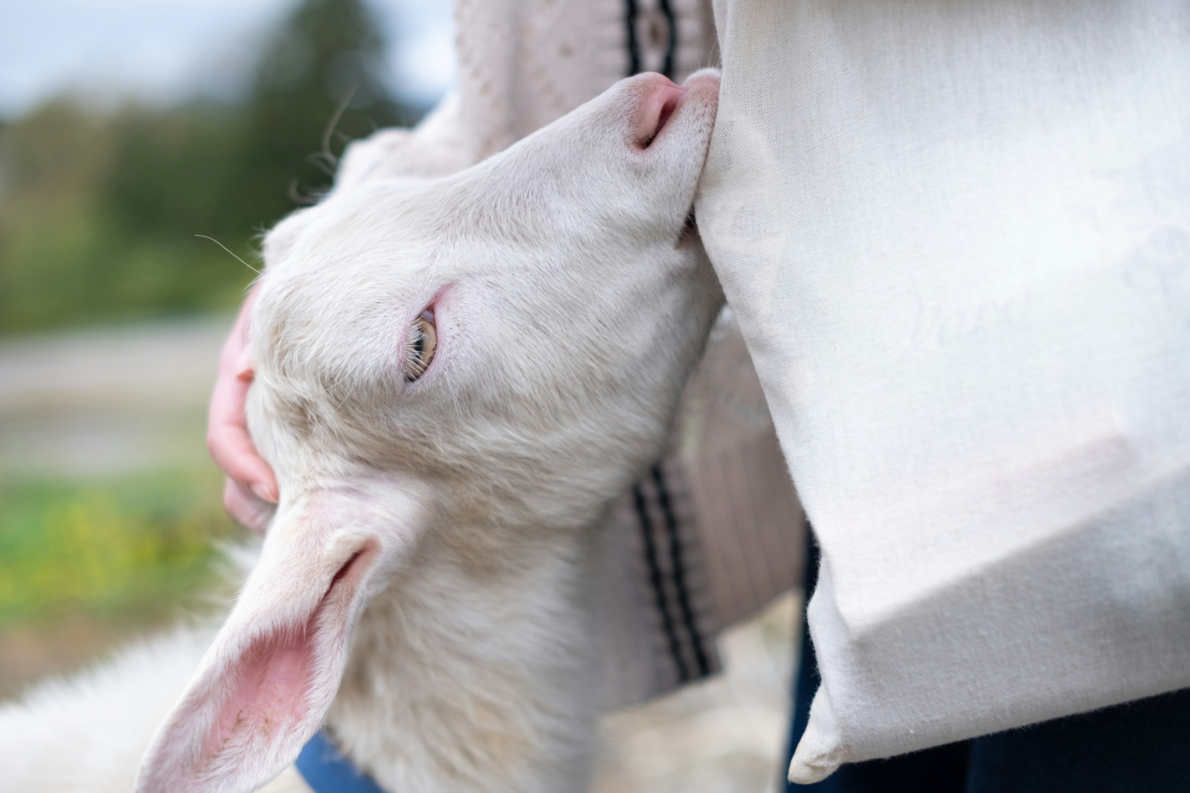 A white lamb nuzzling against a person's clothing