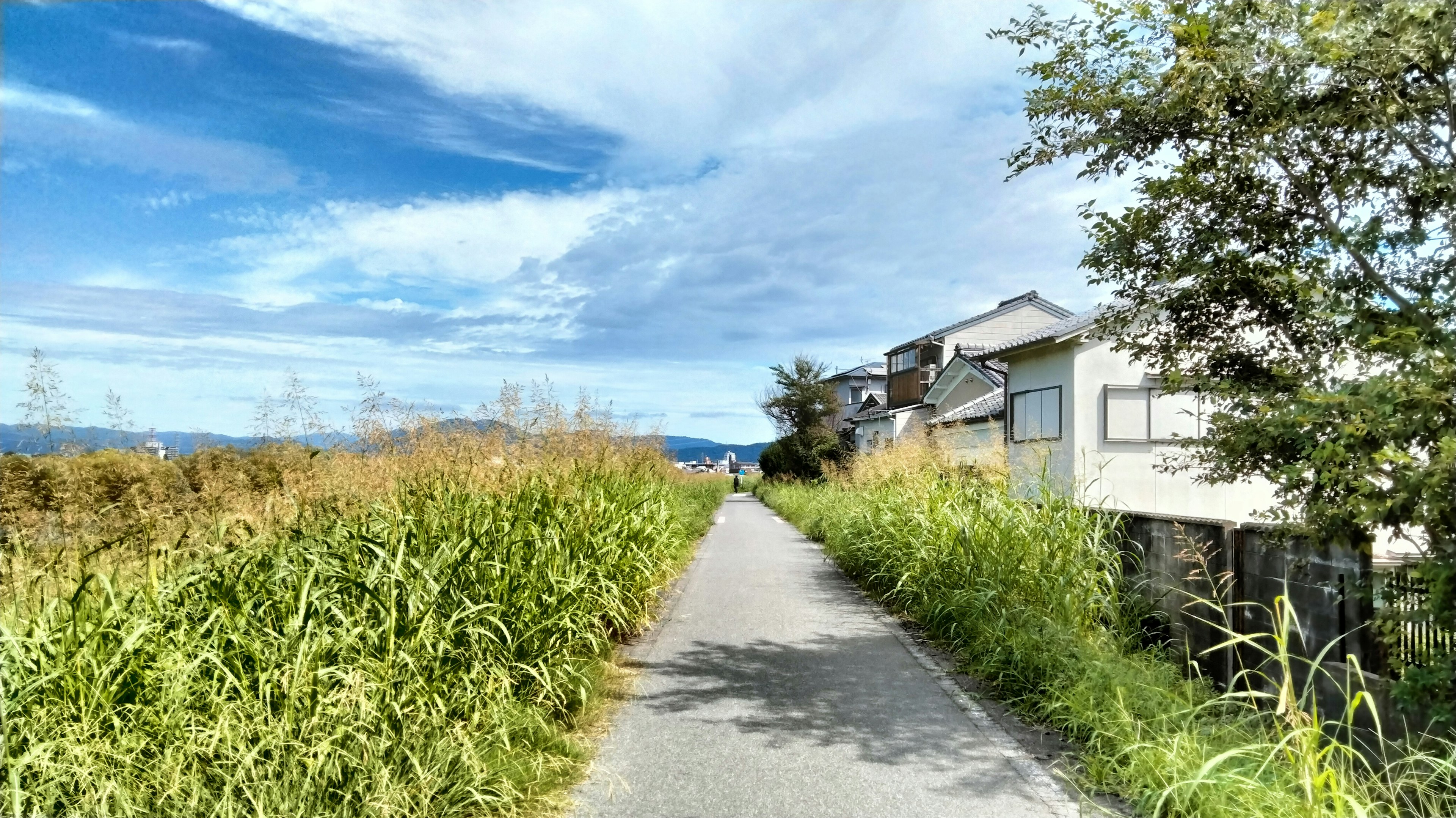 Pflasterweg unter blauem Himmel mit umliegendem Grün