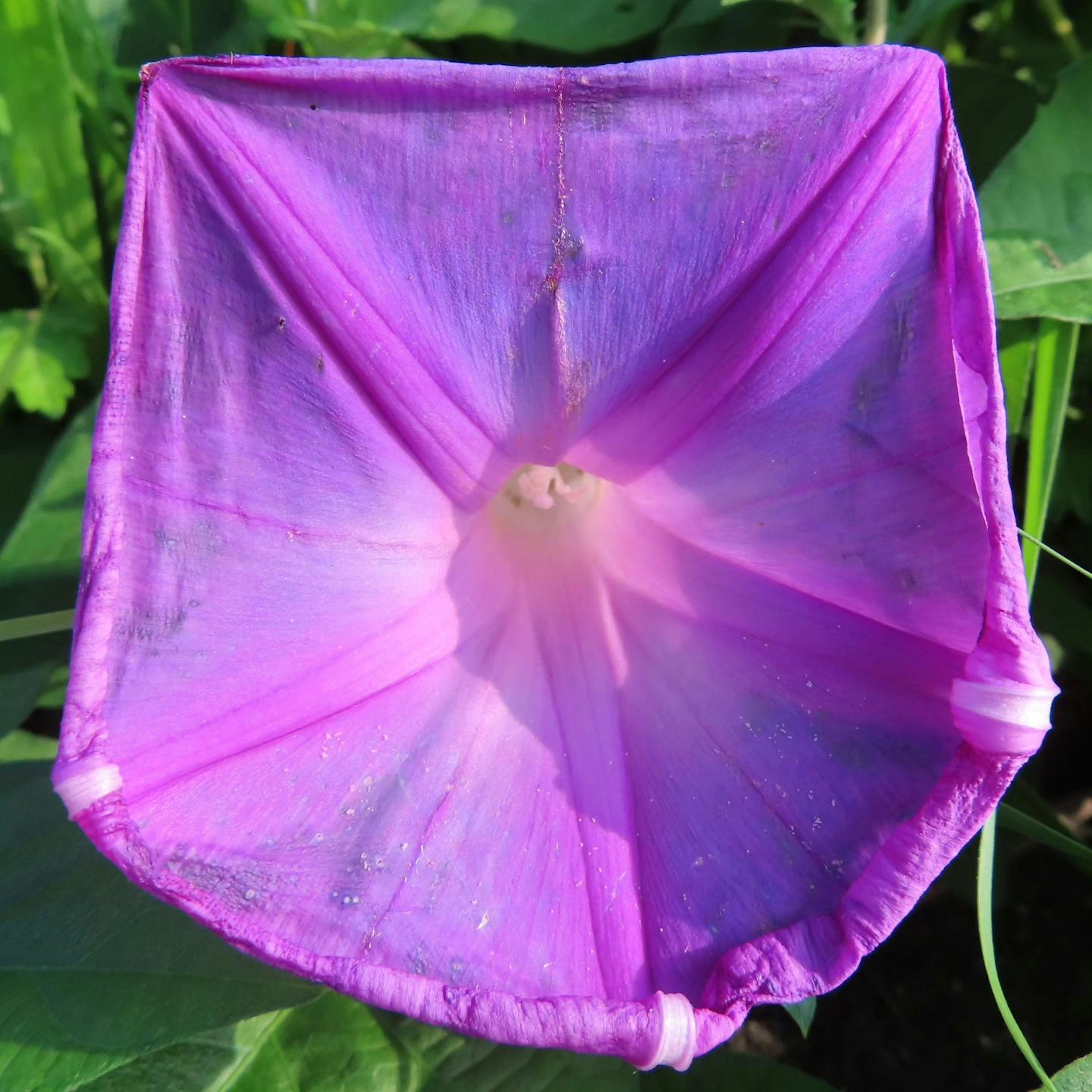 Primo piano di un fiore con petali viola vivaci