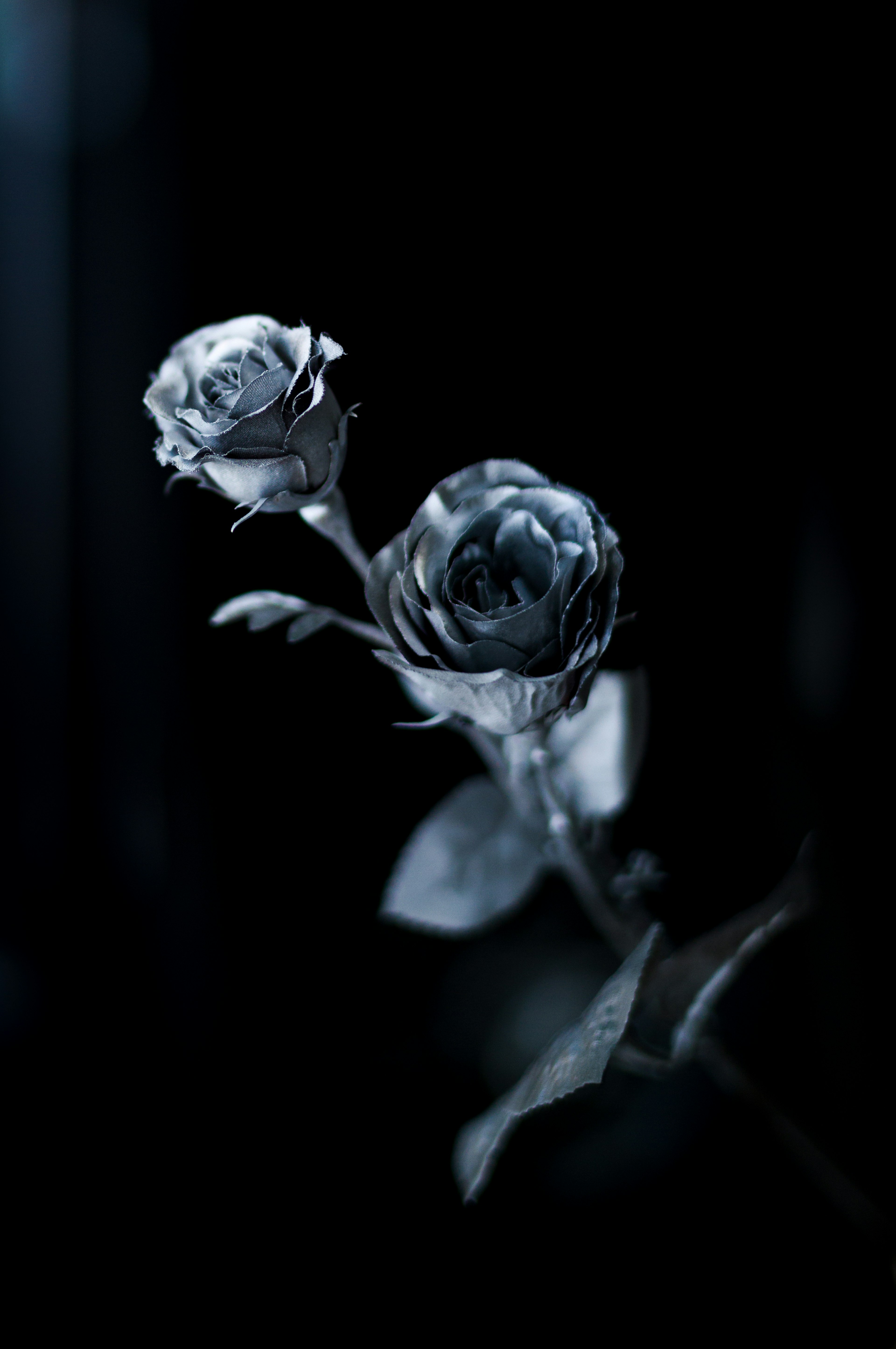 Deux roses bleues sur un fond sombre