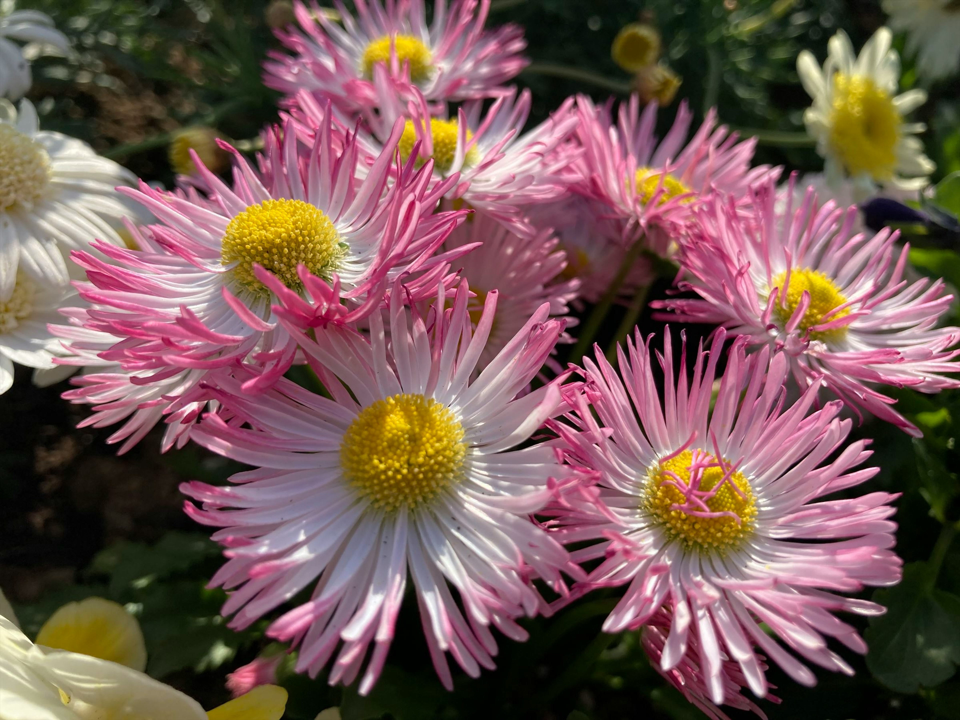 Cluster of pink and white flowers with yellow centers in bright sunlight