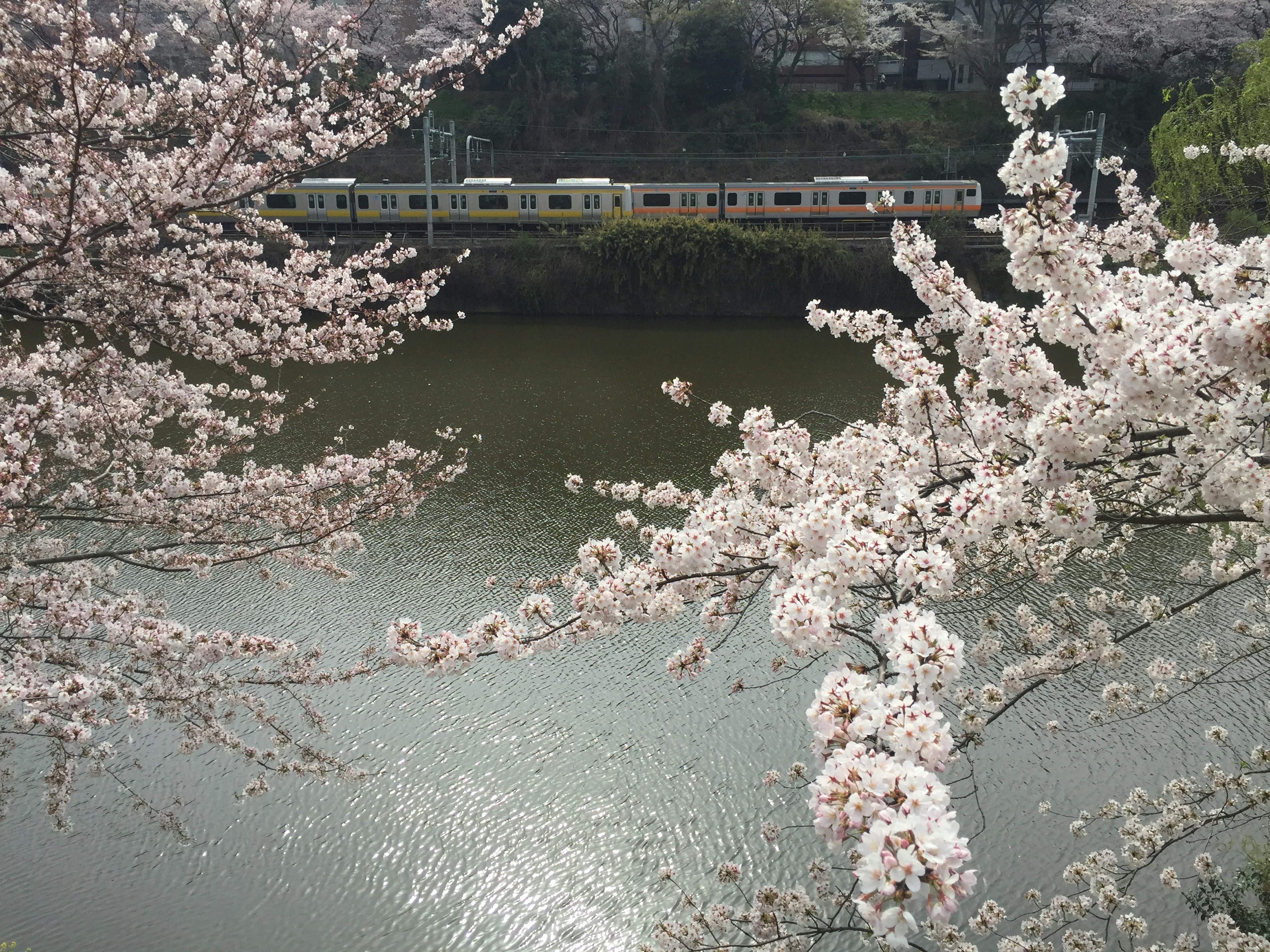 Fleurs de cerisier encadrant une vue de rivière avec un train