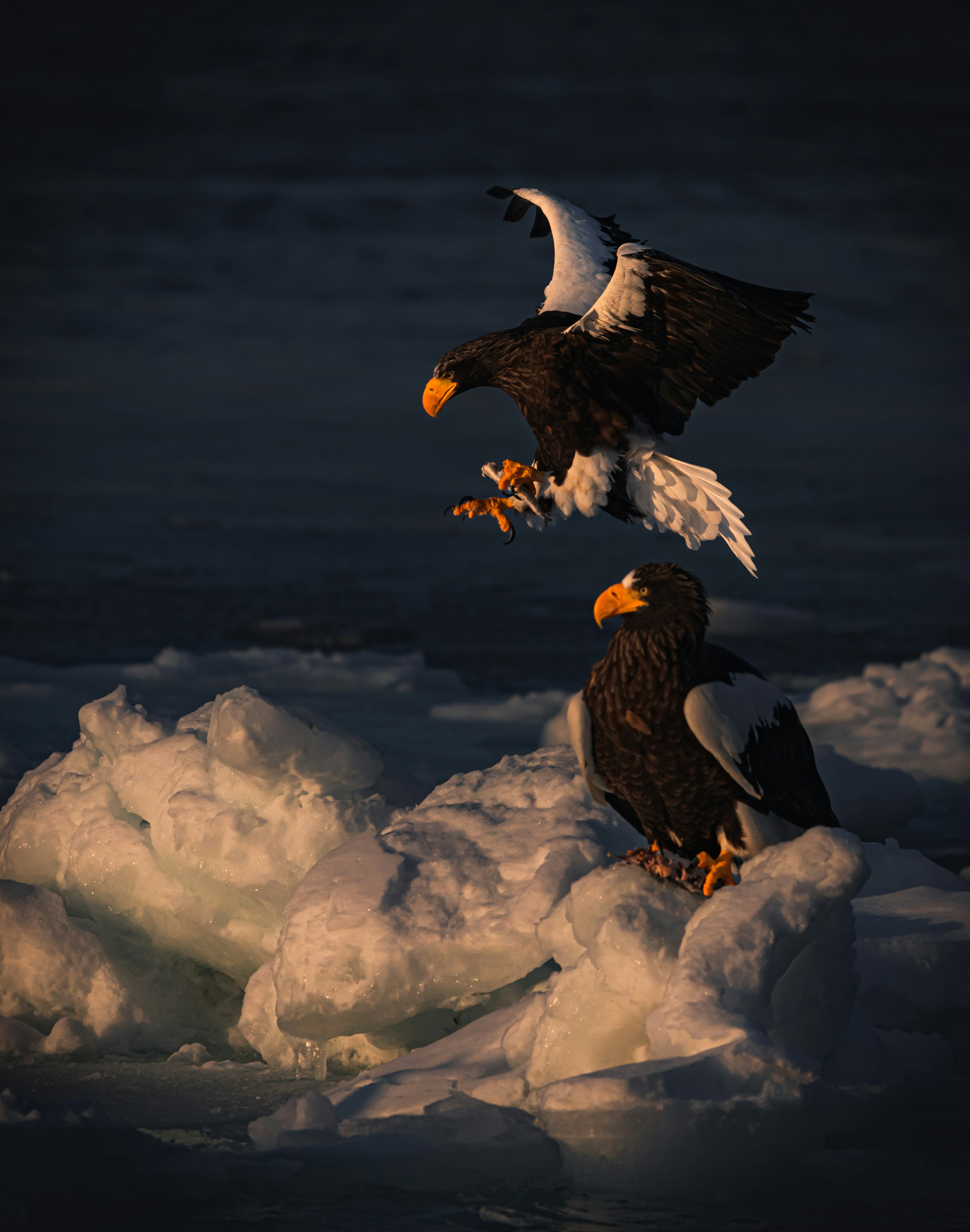 Zwei Steller-Seeadler auf Eis, einer bereitet sich zum Abheben vor