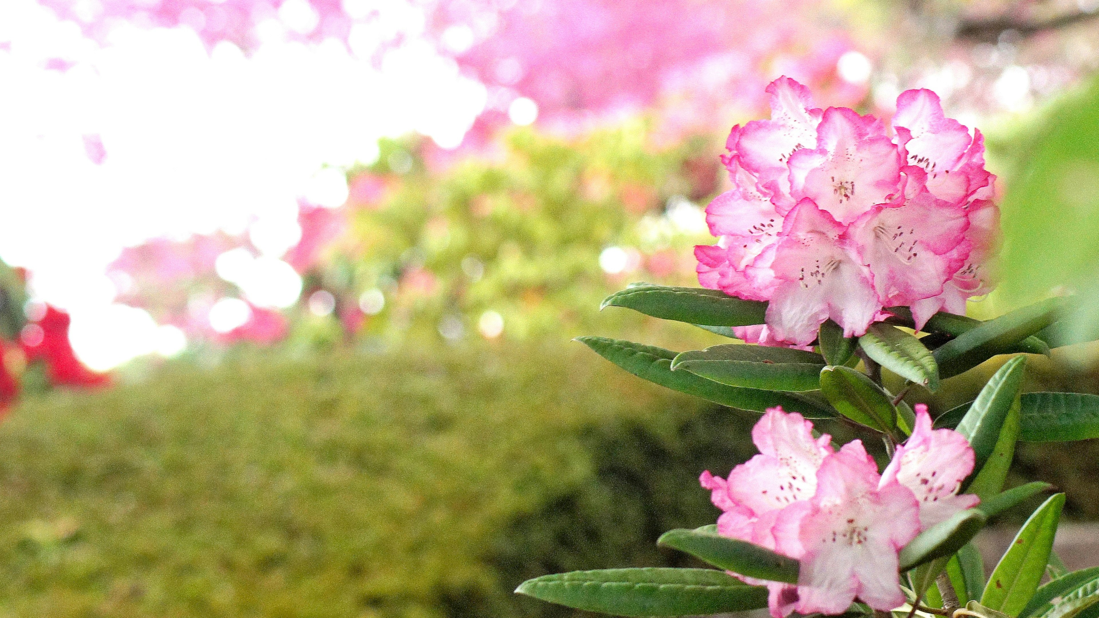 生动花园中绿色叶子上的粉色花朵特写