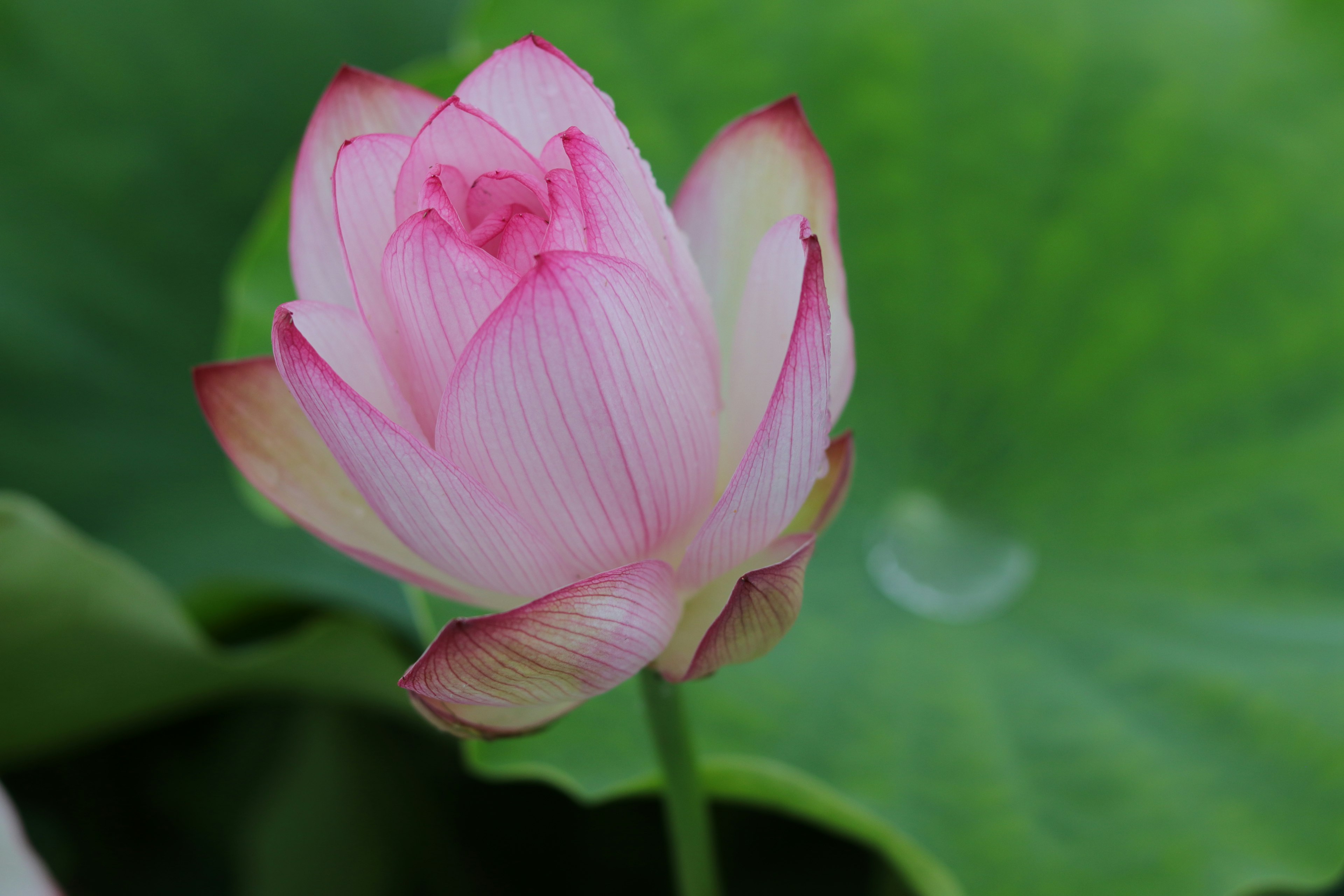 Pink lotus flower blooming above green leaves