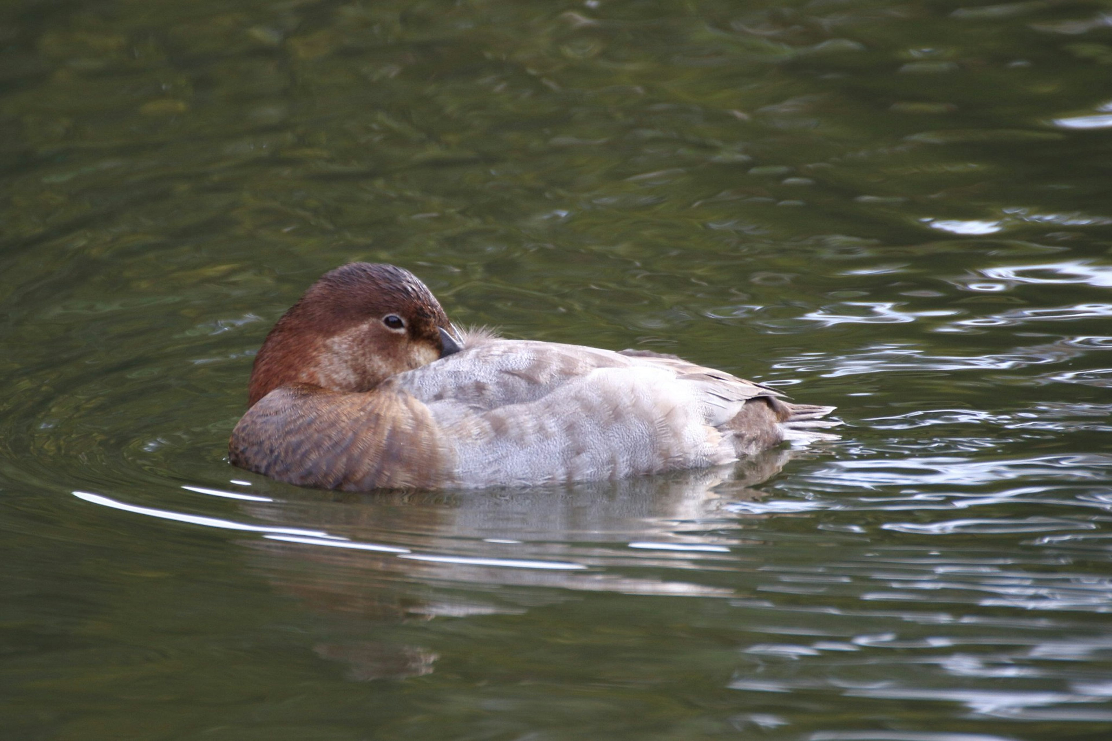 Un uccello marrone che galleggia sulla superficie dell'acqua