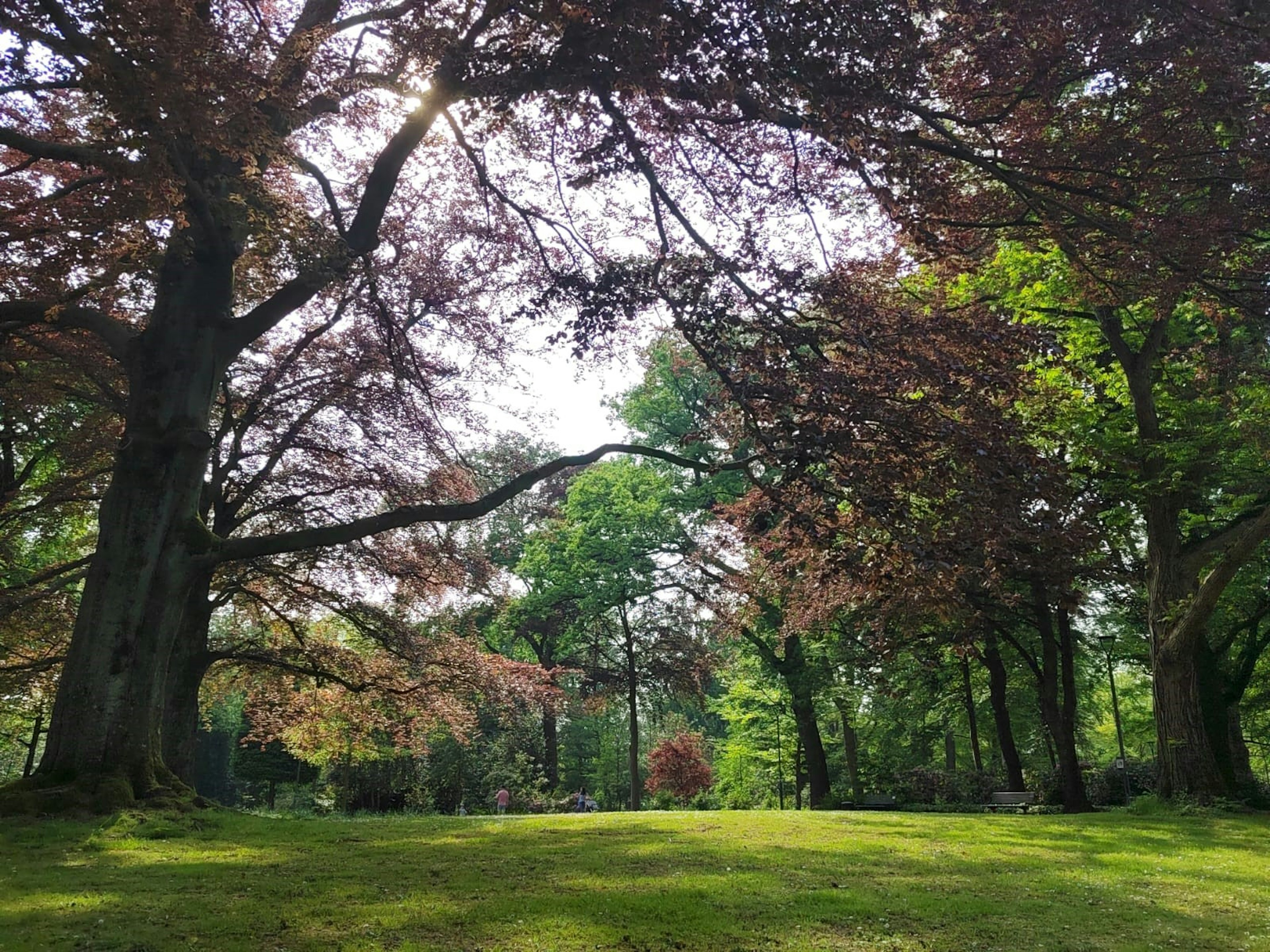 Pemandangan taman dengan rumput hijau dan pohon berwarna