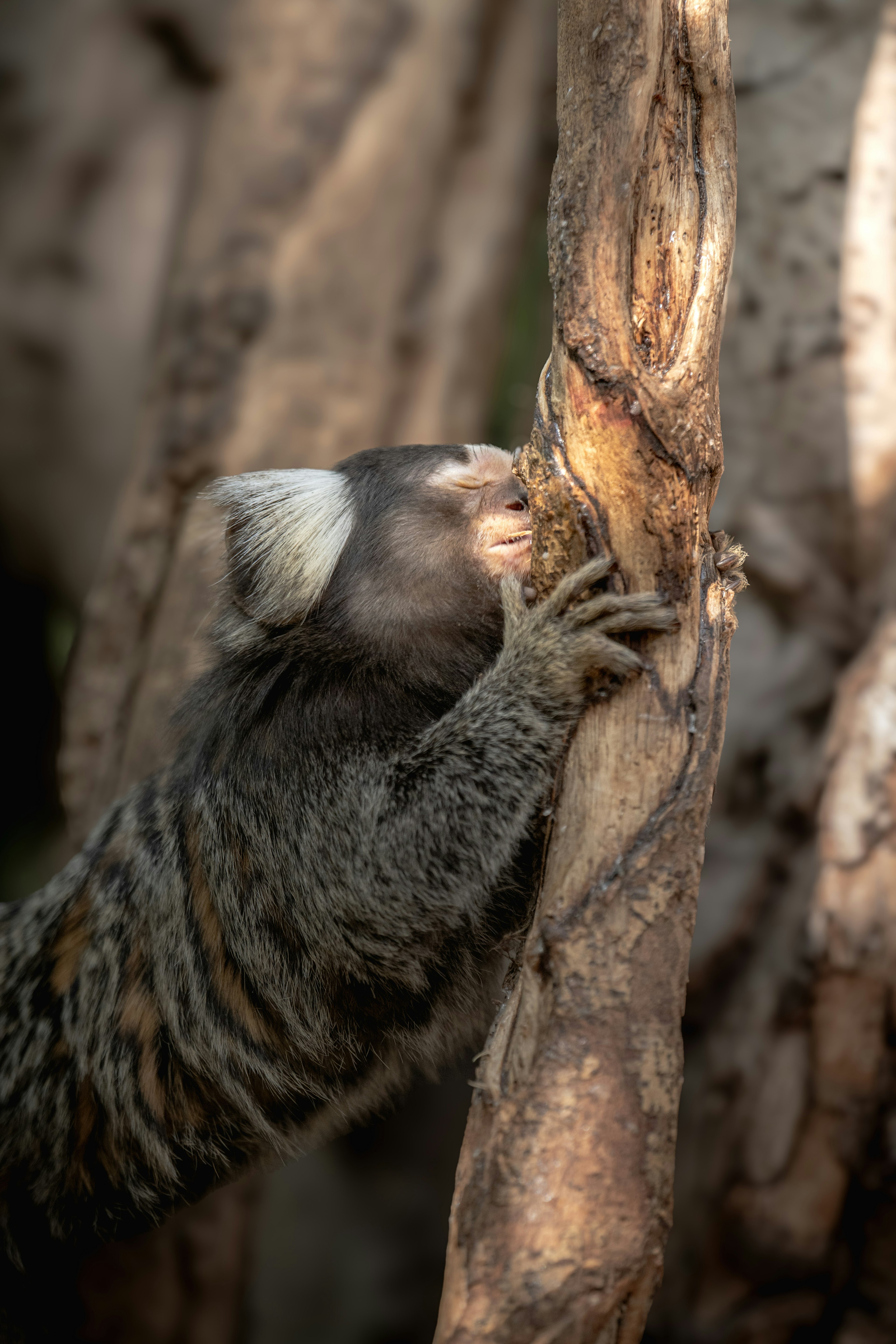 Close-up of a marmoset clinging to a tree trunk