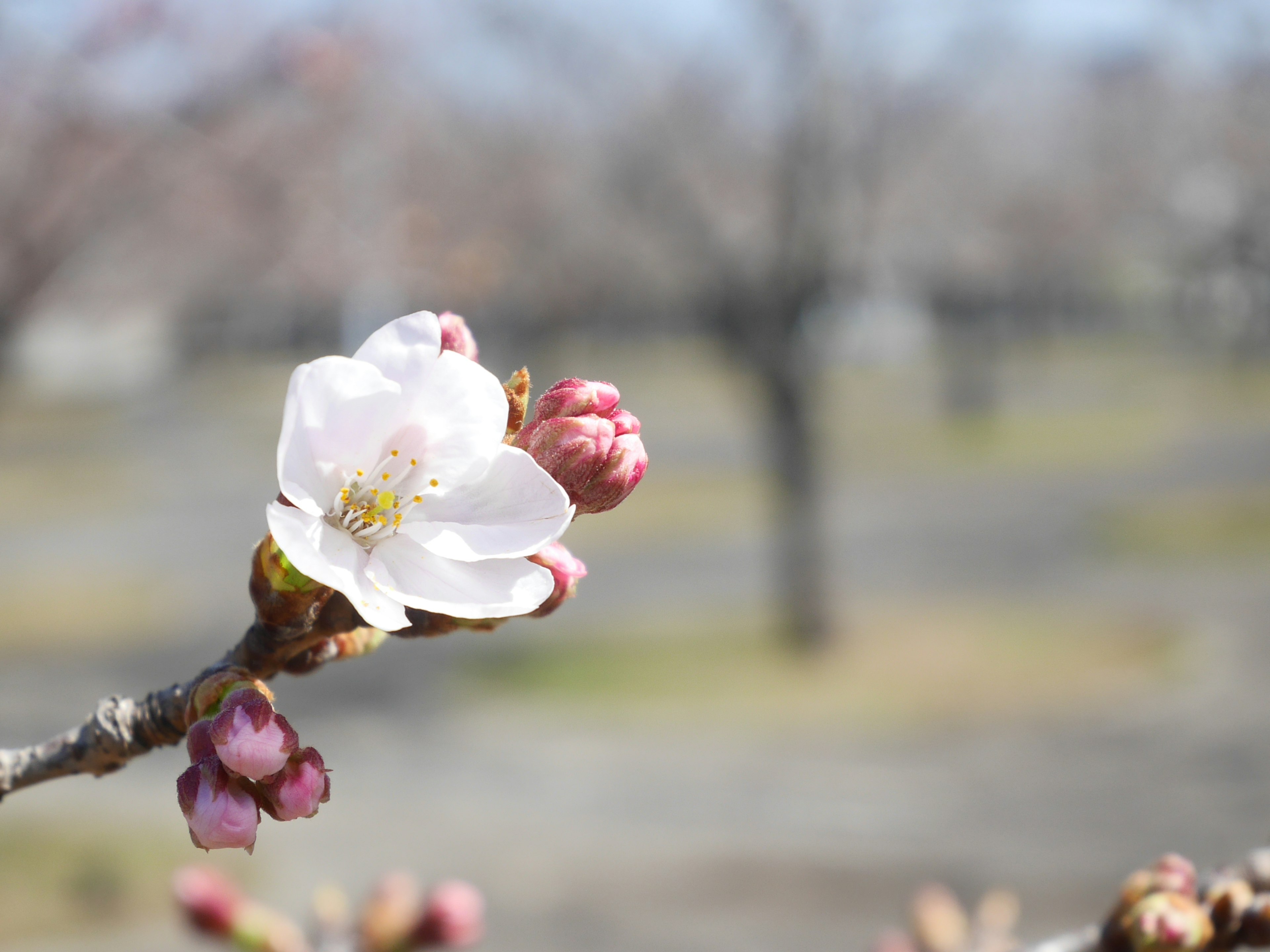 桜の花とつぼみが咲いている枝