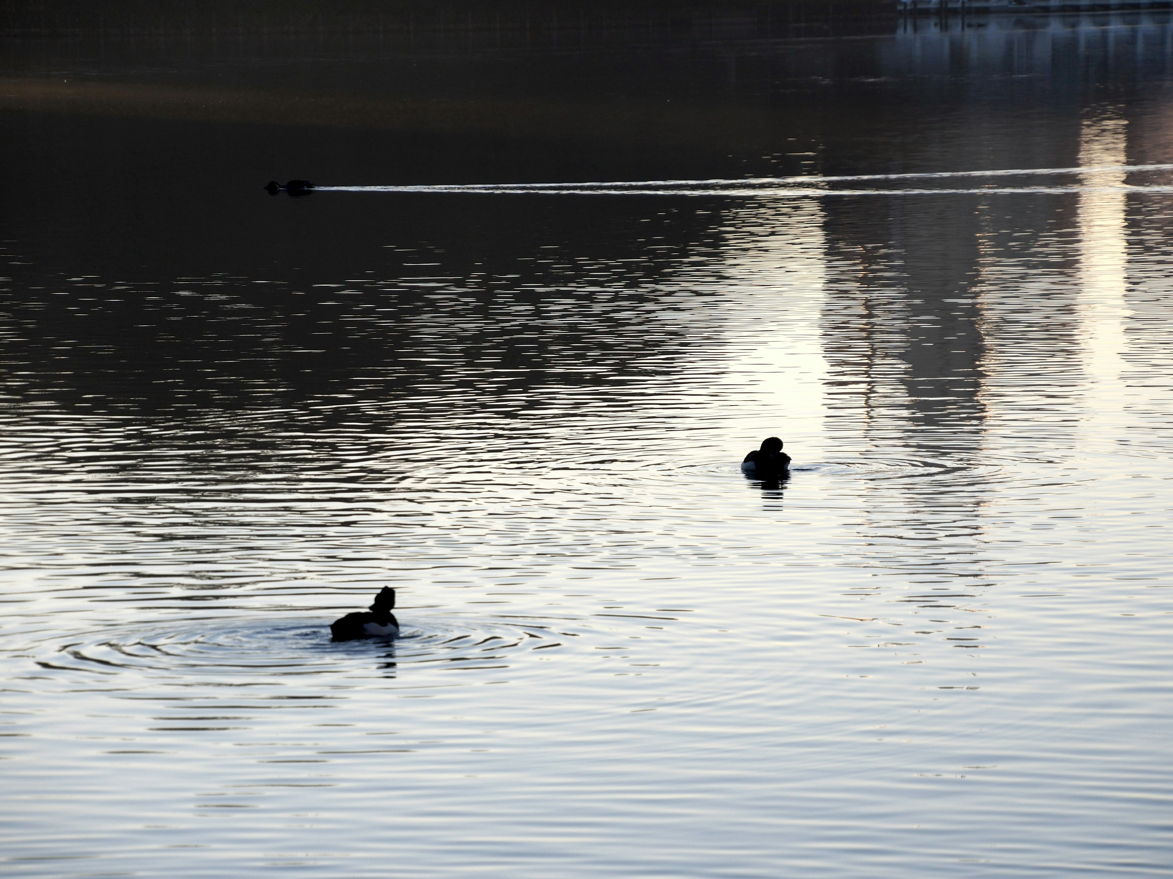 Deux canards nageant sur une surface d'eau calme avec des reflets de lumière