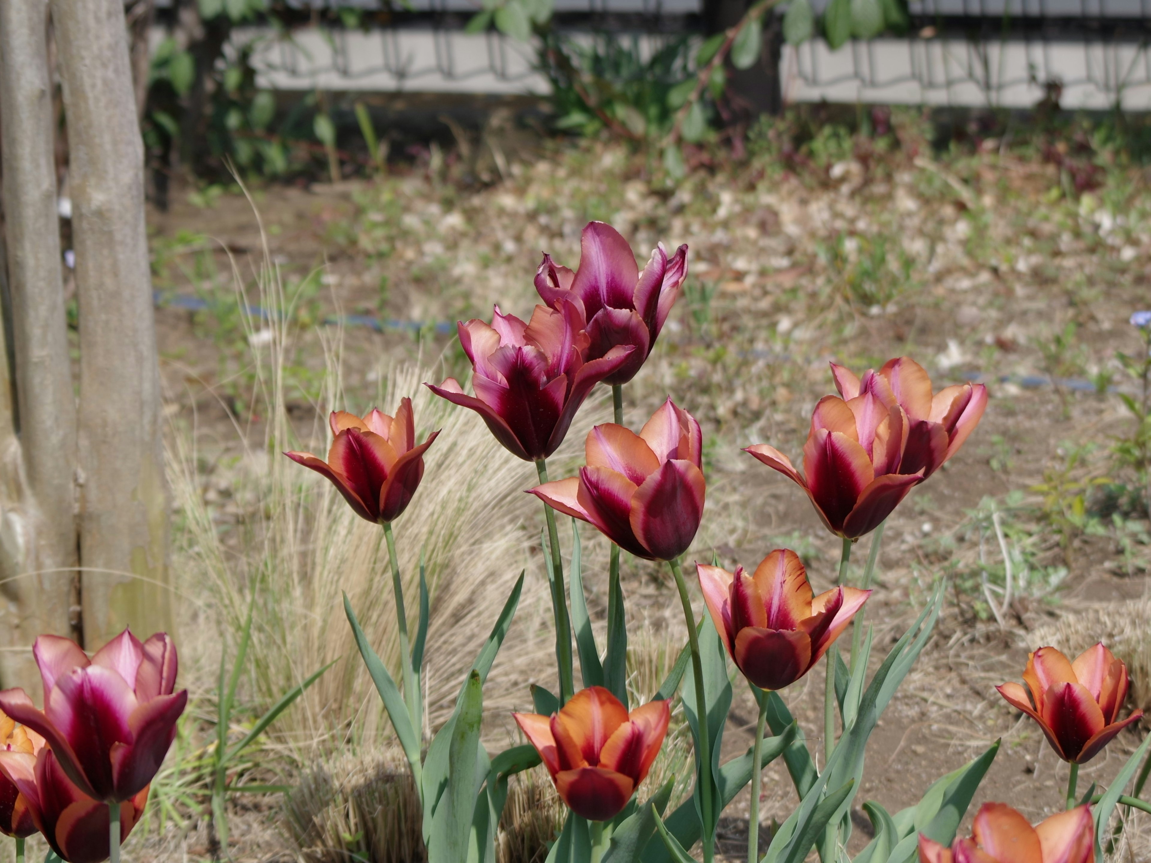 Lebendige kastanienbraune Tulpen blühen in einem Garten