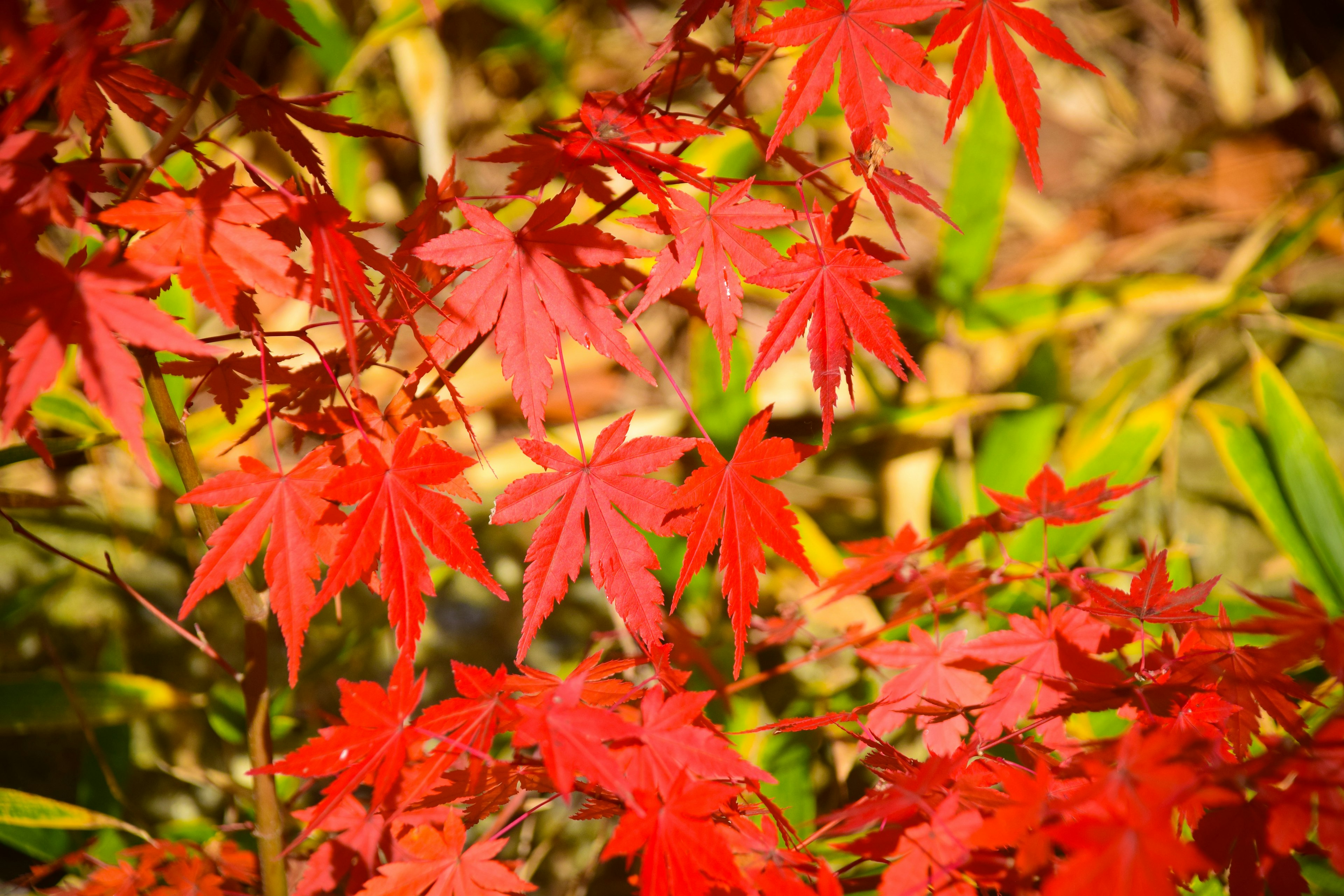 Daun maple merah cerah yang menampilkan suasana musim gugur